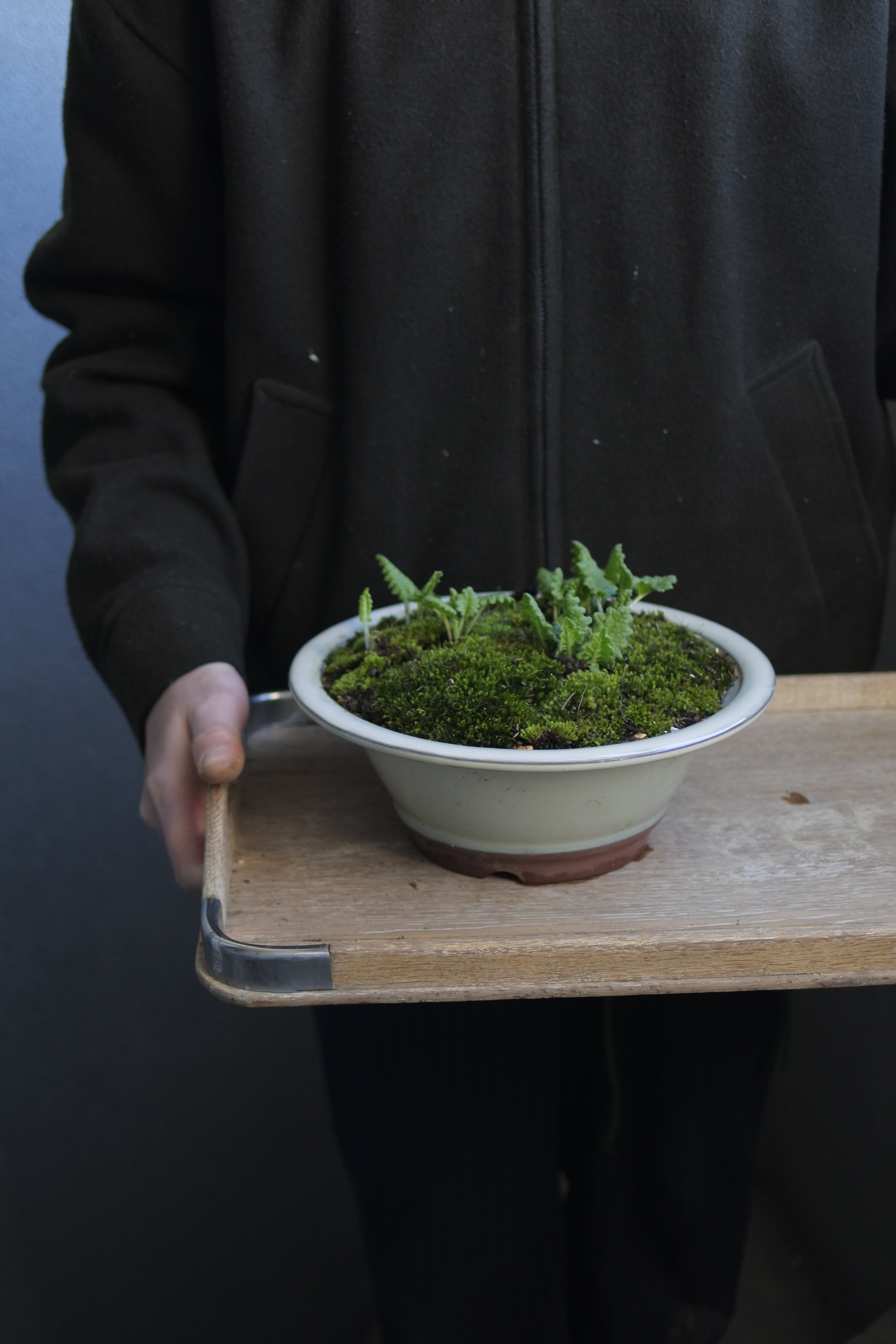 山野草寄せ植え オーダーフォーム | 花屋 務