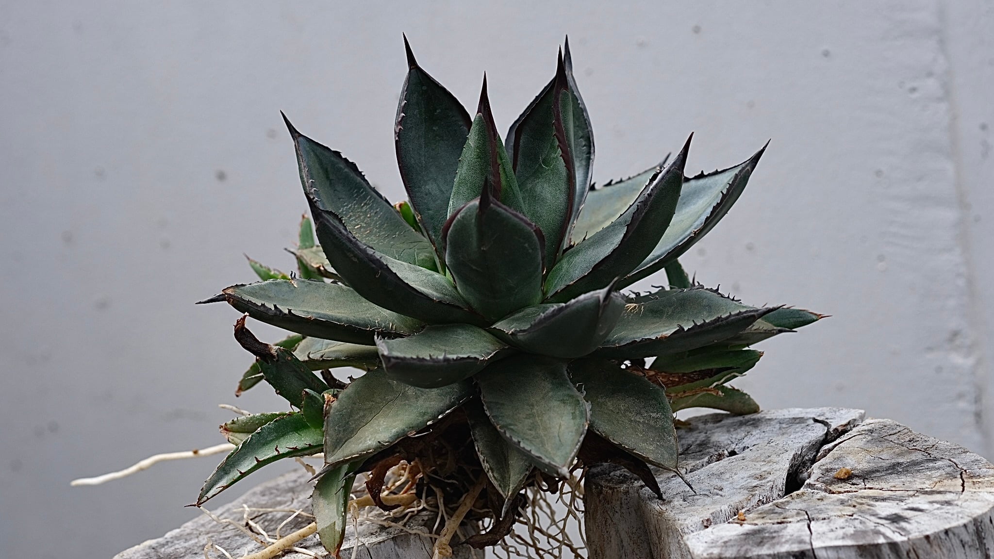 台湾 Agave 　アガベ　ハイブッド　紫屈x嚴龍　 子株　美株 台湾 Agave アガベ ハイブッド 紫屈x嚴龍 子株 美株 専用】agave X仔