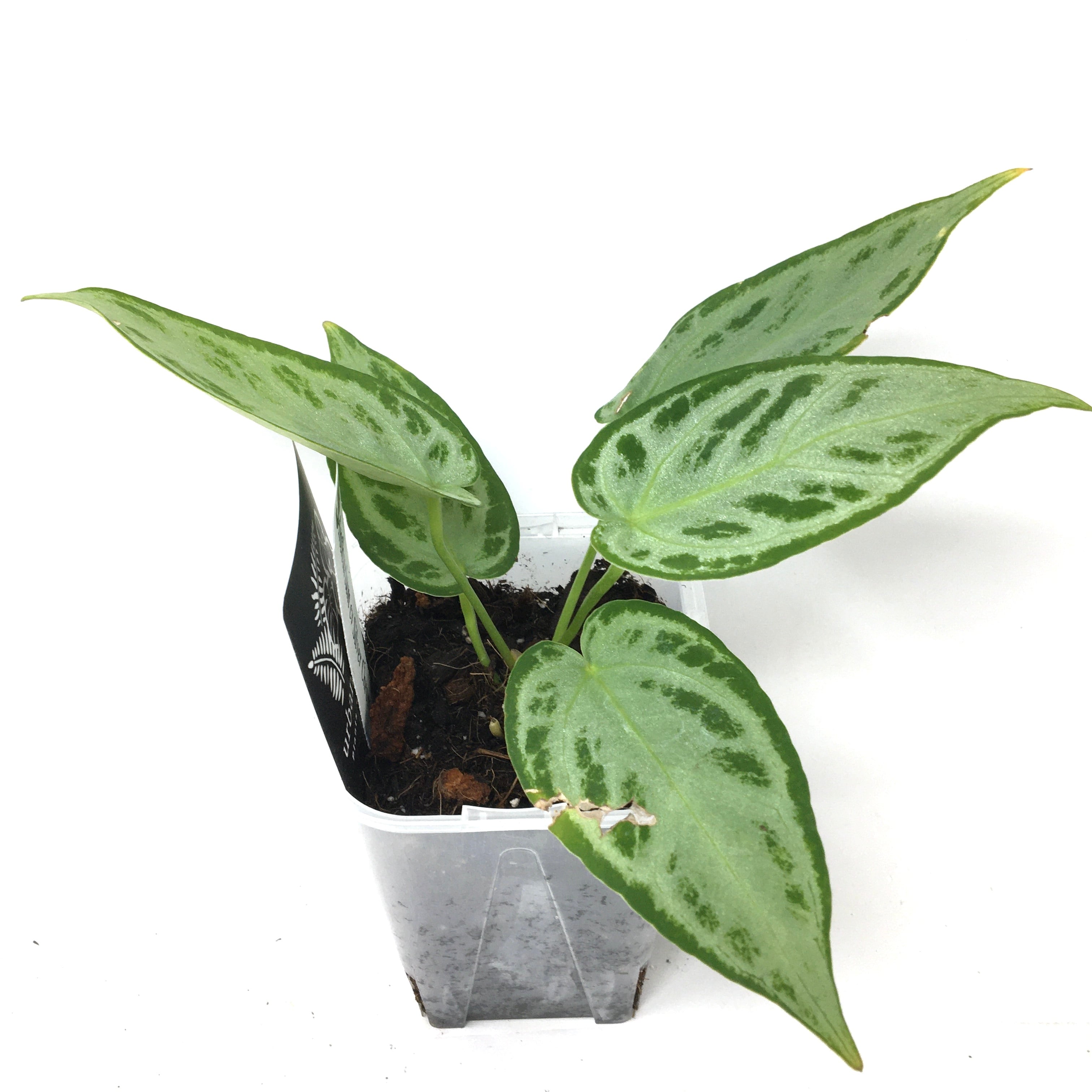 アンスリウム　シルバーブラッシュ×ワロクアーナム　ワロクアナム アンスリウム シルバーブラッシュ✖️ワロクアーナム Anthurium silver