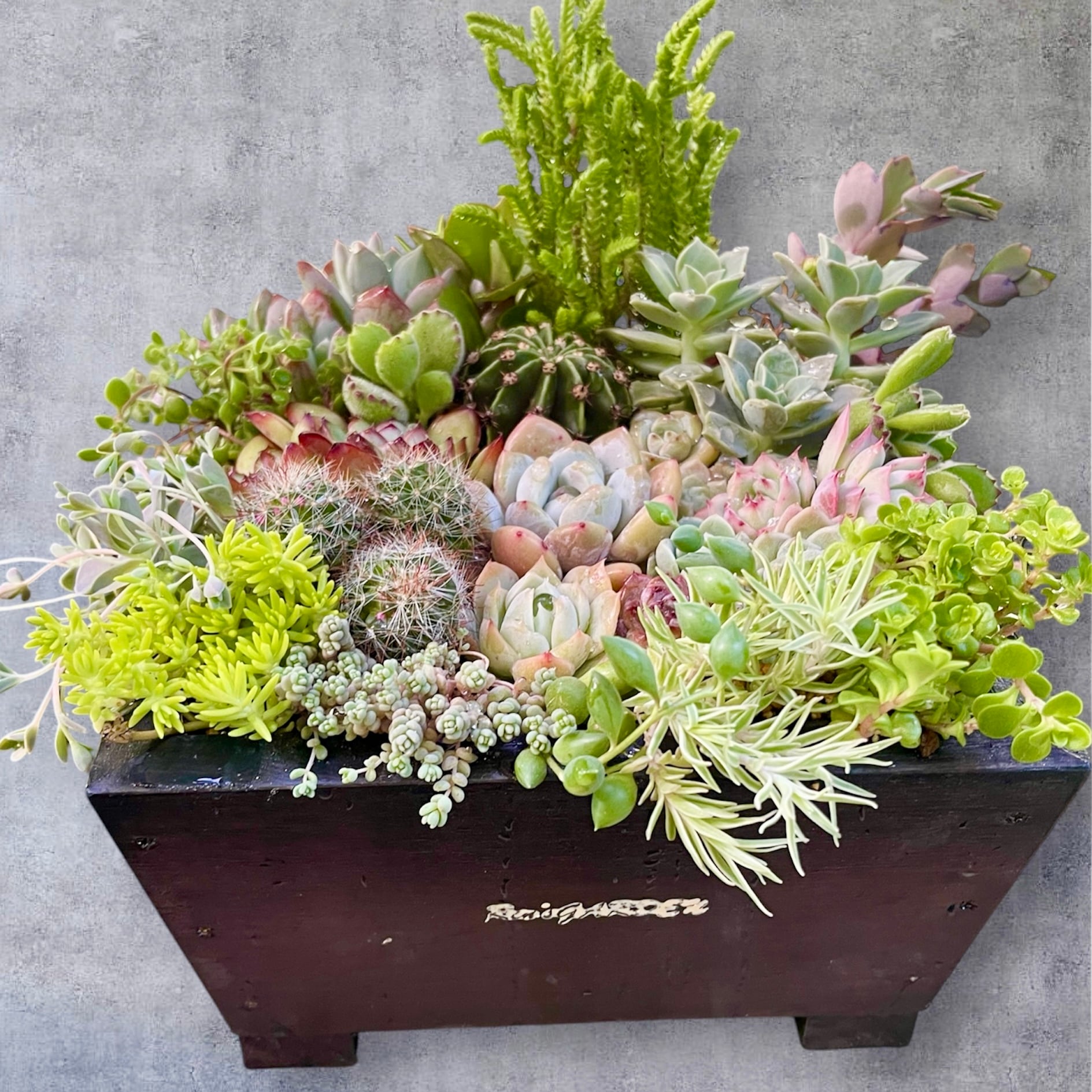 909現物 多肉植物 ロココ 古株 特大 抜き苗 | PAY ID