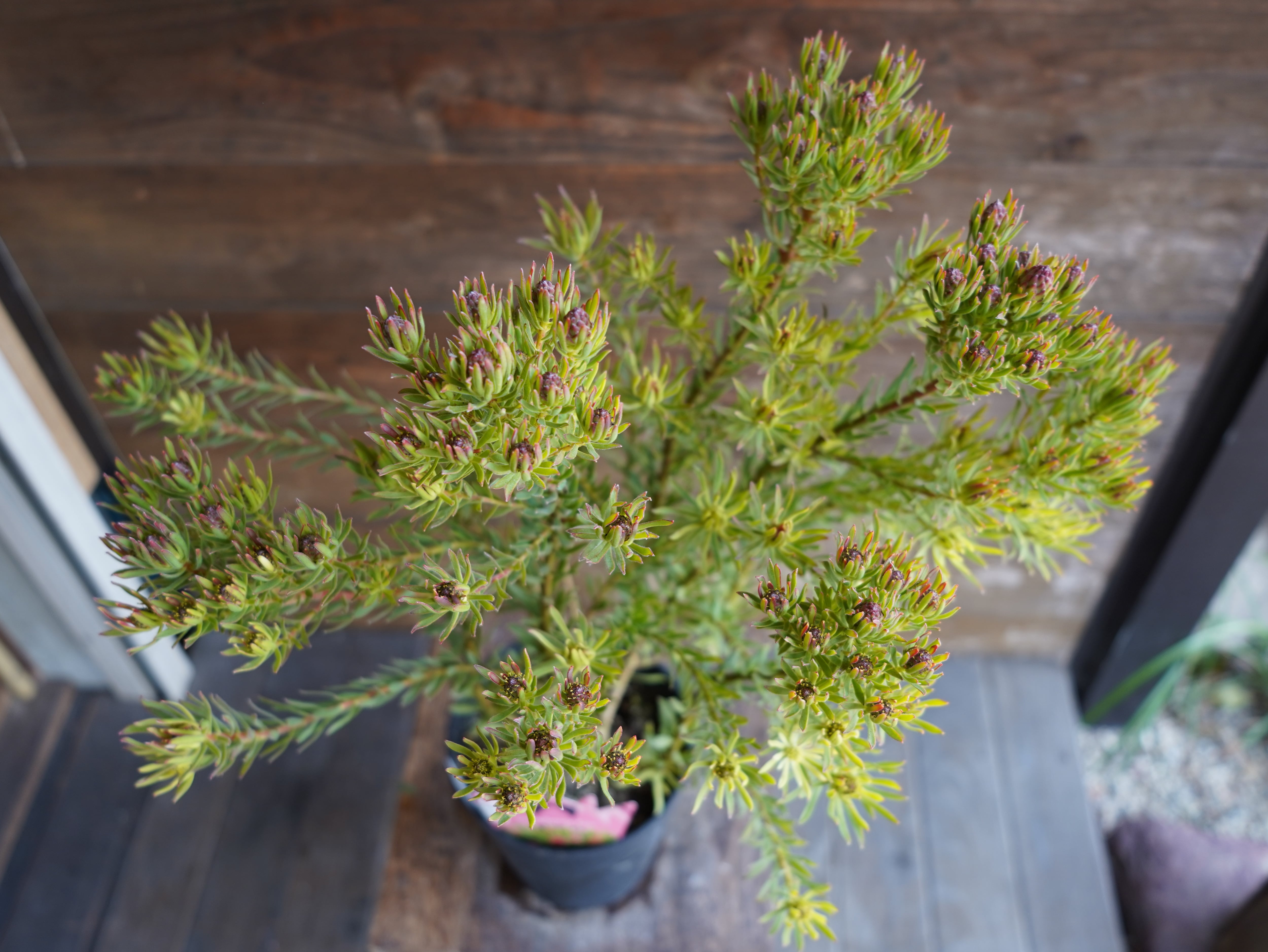 【現物】リューカデンドロン　”Strawberry Fair”　C