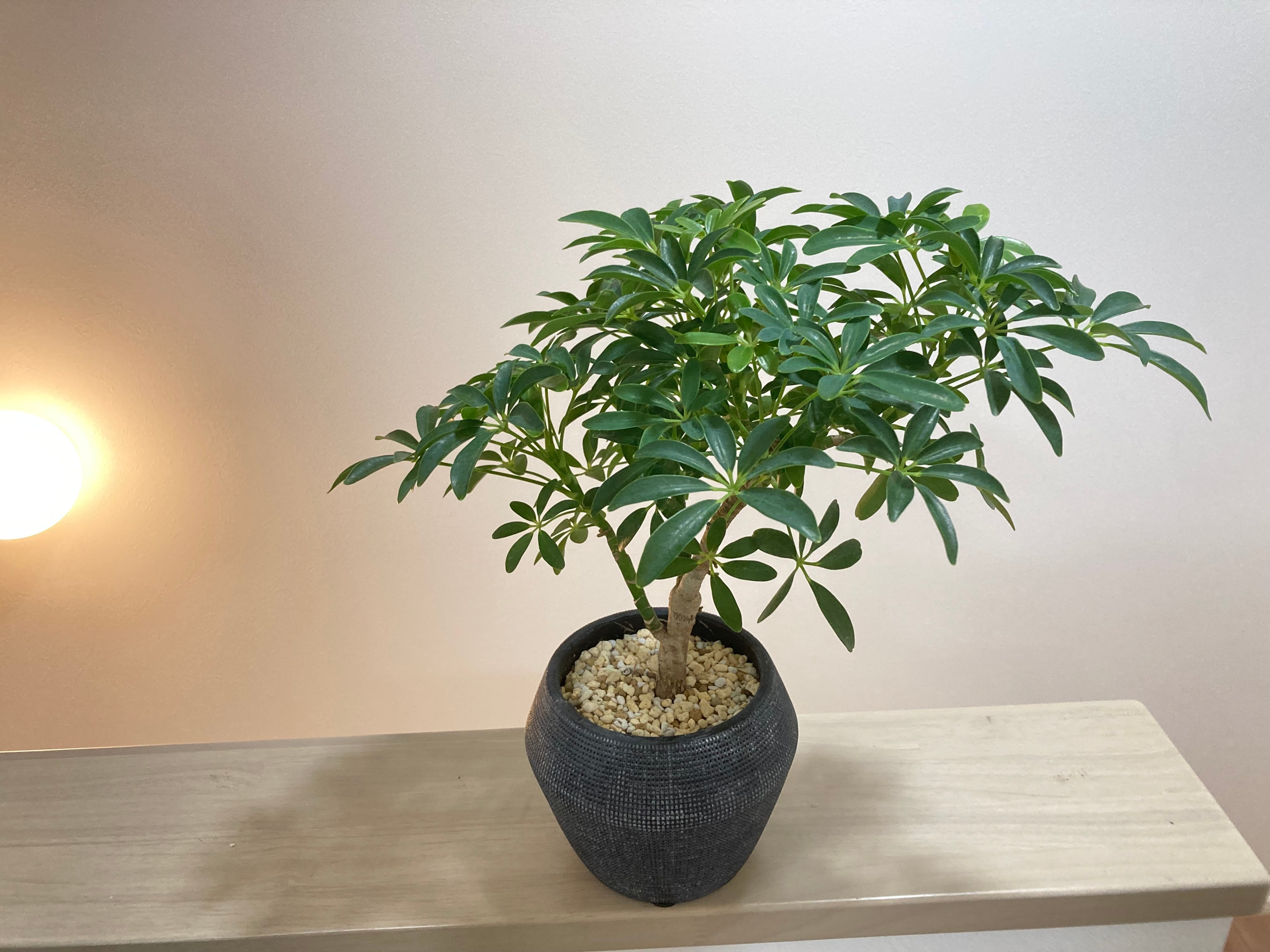 シェフレラ・コンパクタ 陶器鉢 | YR Life Plants | 防虫、殺虫すみの
