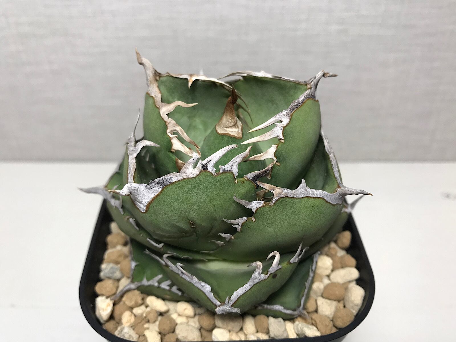 アガベ チタノタ '窮奇'（キュウキ） | ベレッタガーデン 宮崎県延岡市