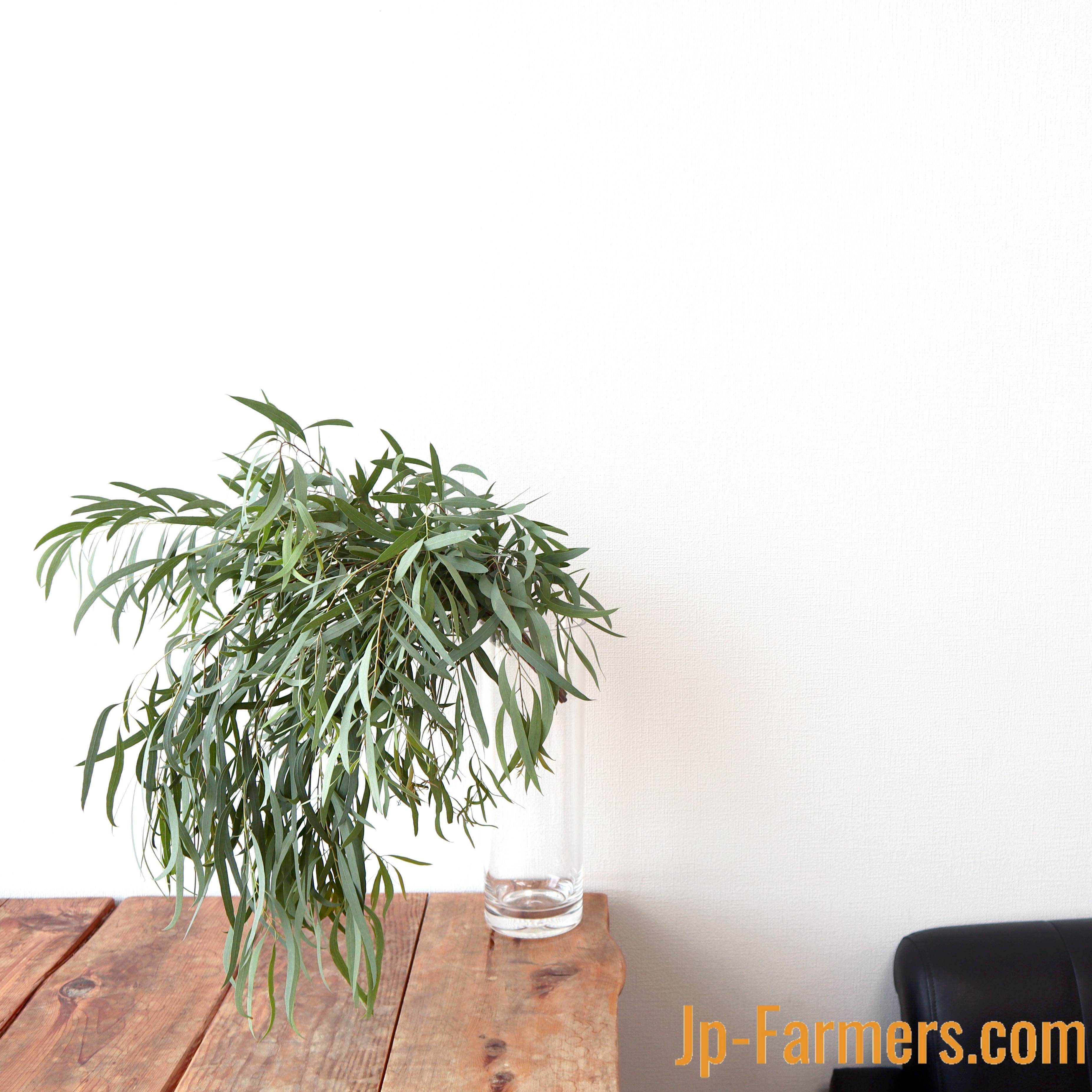 田村農園 ユーカリ ニコリ 10本 Jp Farmers Com