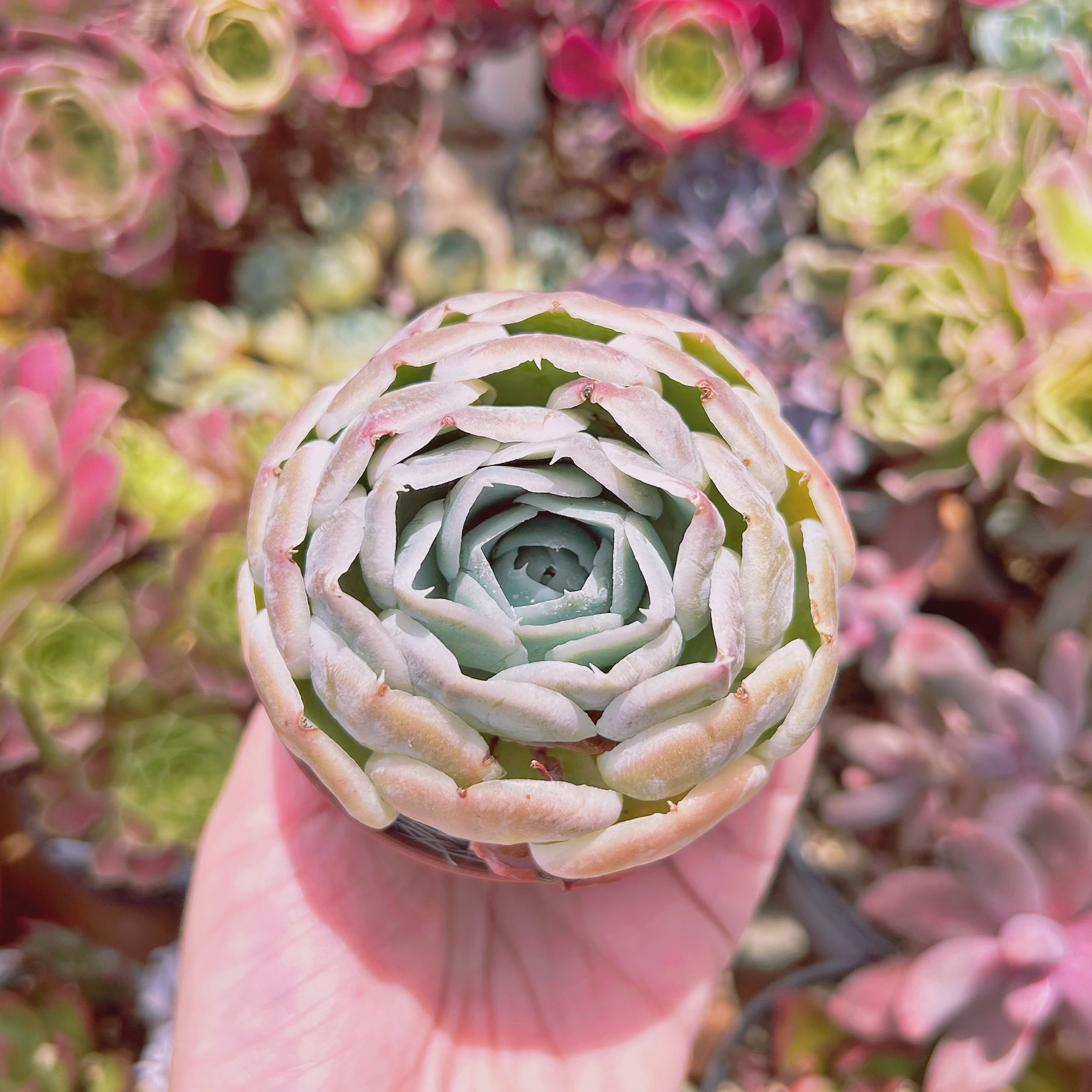 838現物 多肉植物 プリーツスカート 特大 抜き苗 | るる農園~多肉植物専門