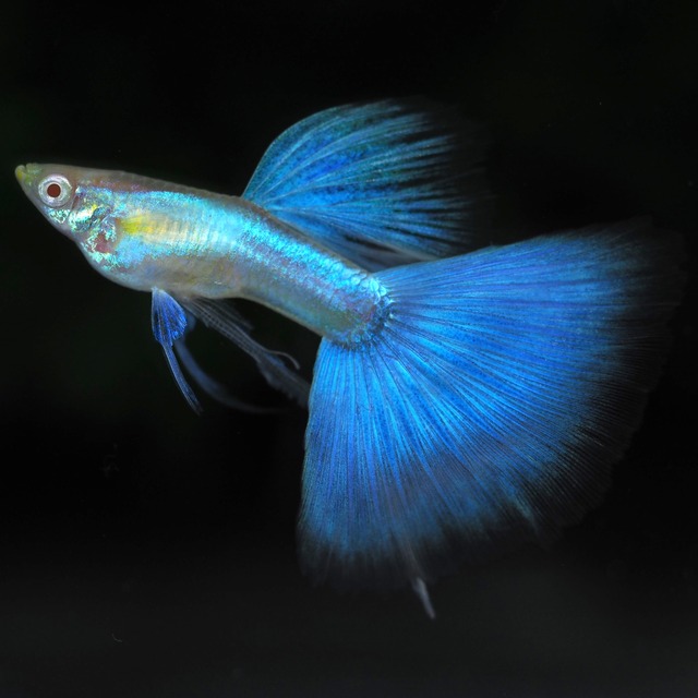 【現物】上物RREAラズリーネオンタキシードリボン　1カルテット＋おまけ若魚1ペア