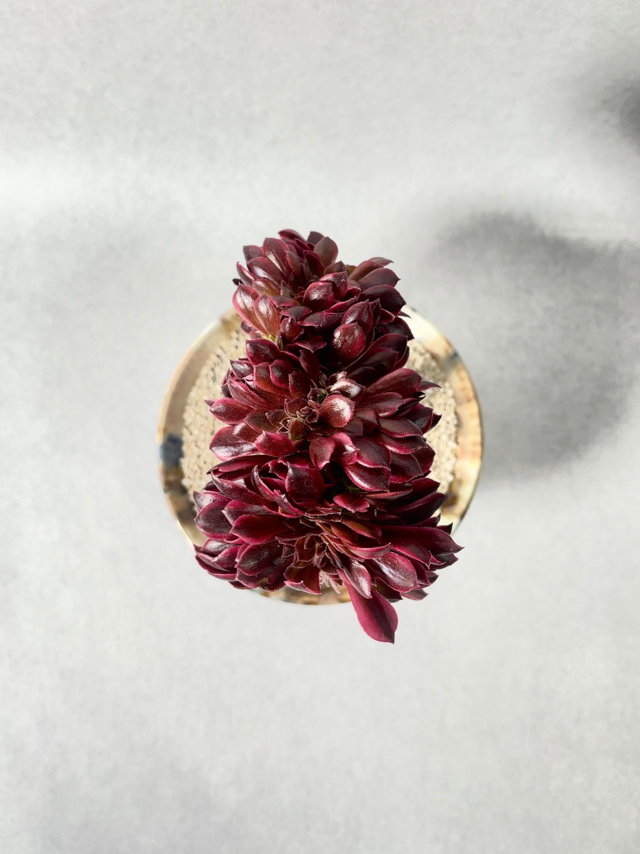 アエオニウム・メデューサ綴化 | trigger