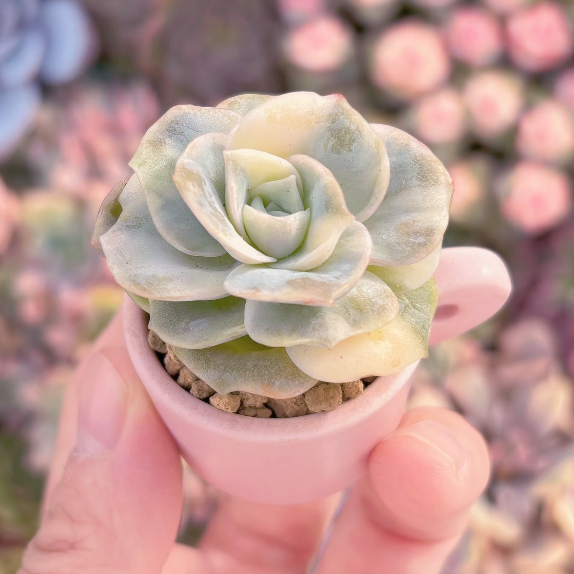 現品　ラブリーローズ錦(白斑)#085　るる農園