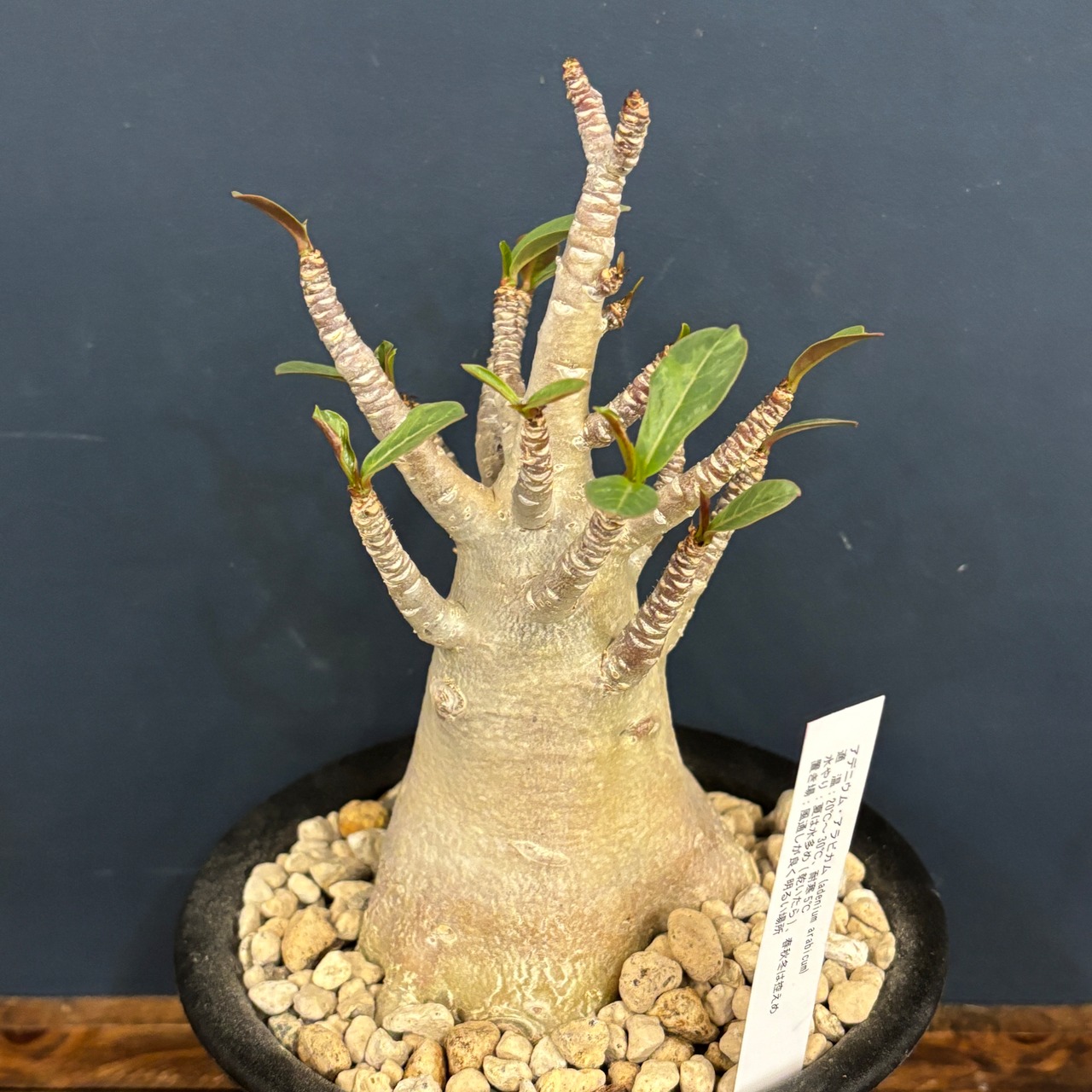 アデニウム アラビカム(アラビクム)【572】