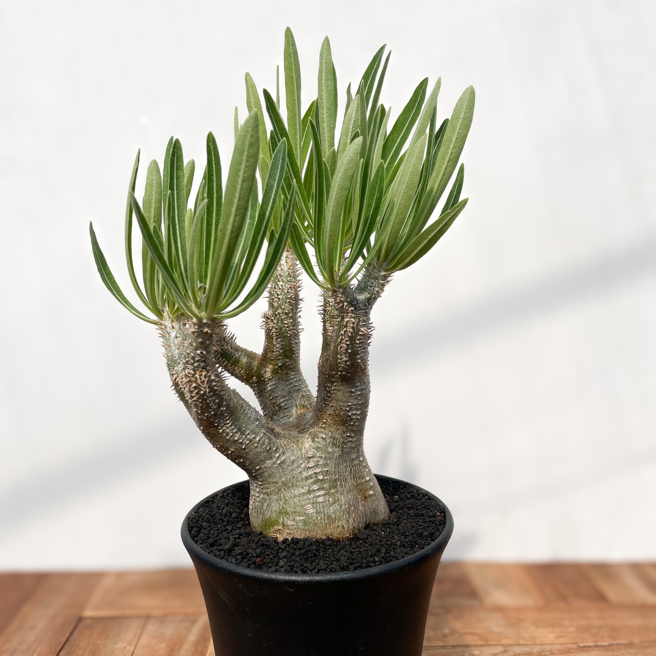 Pachypodium rosulatum var. inopinatum 【パキポディウム・イノピナツム】