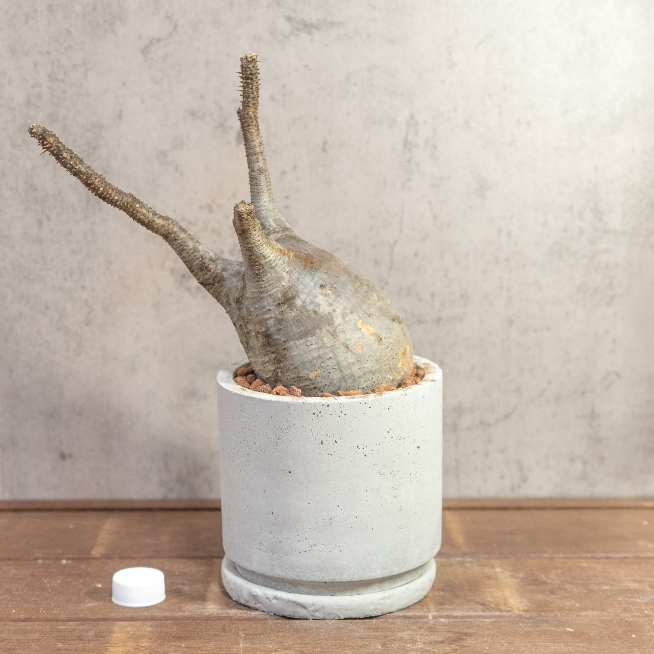 【現物/胴回り32㎝】パキポディウム・グラキリス。根腐れを防ぐ独自配合の用土で、初心者の方でも安心して塊根植物の育成を始められます|虫発生抑制