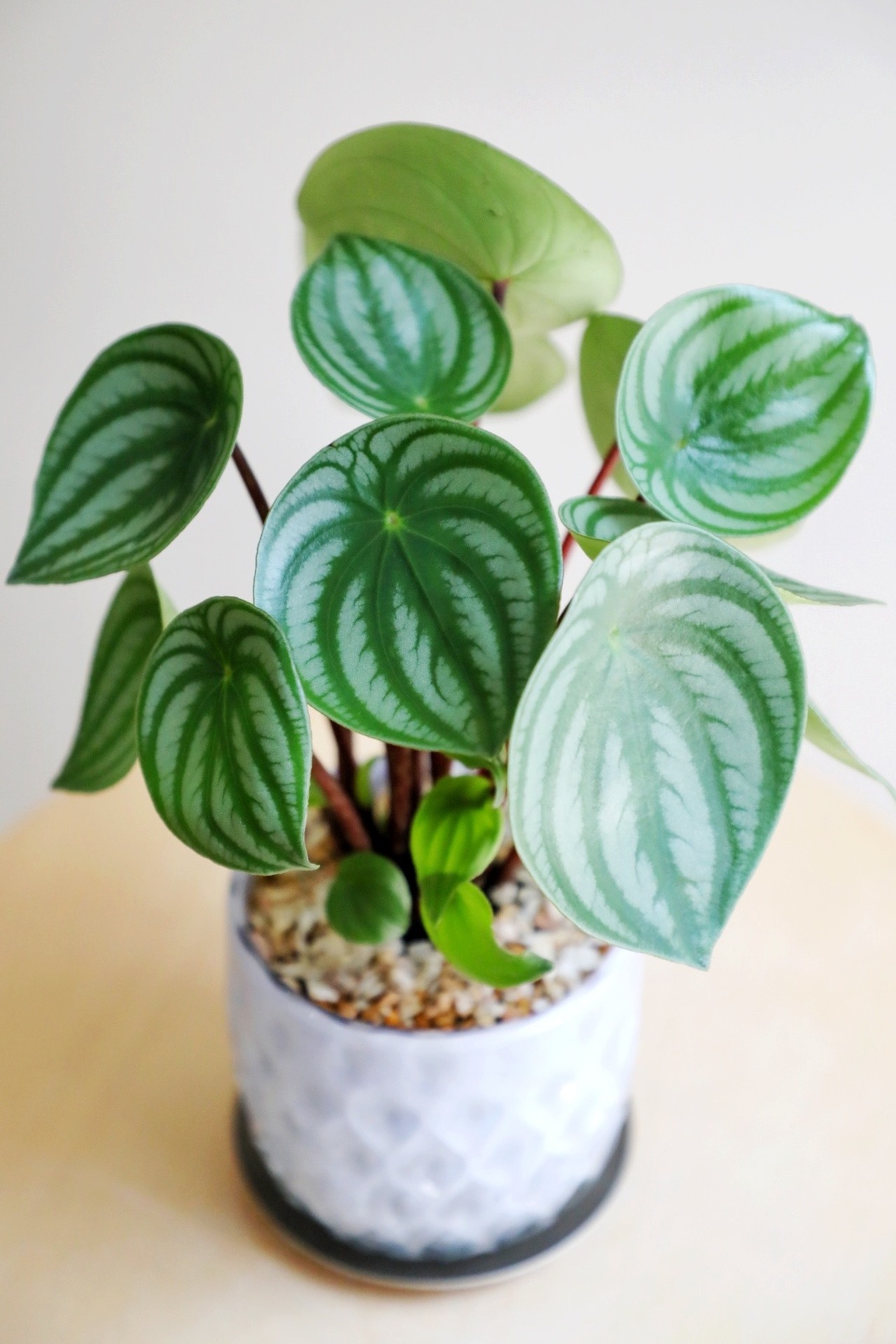 【S】スイカぺぺ/Peperomia Watermelon