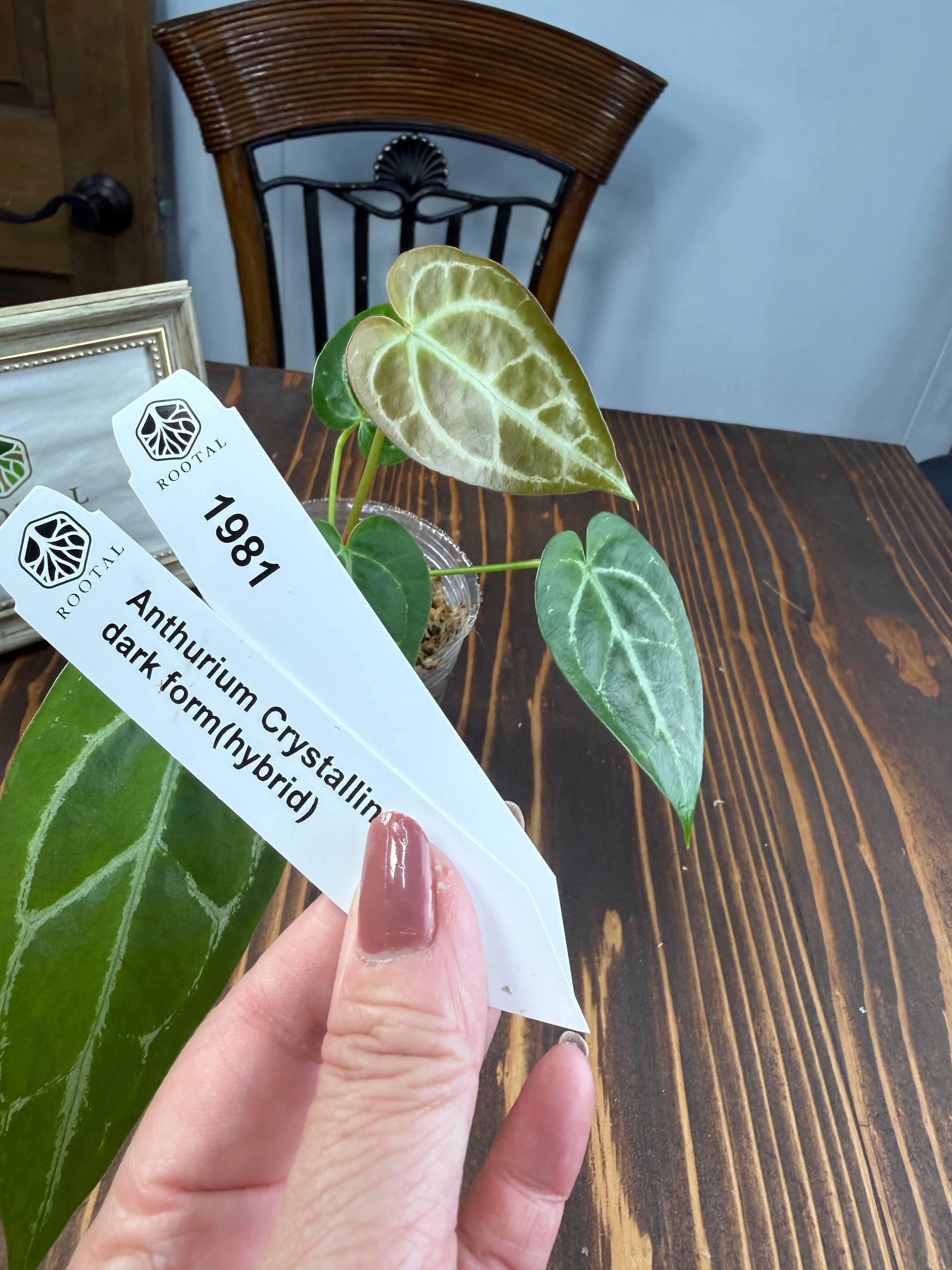 アンスリウム | ROOTALPLANTS