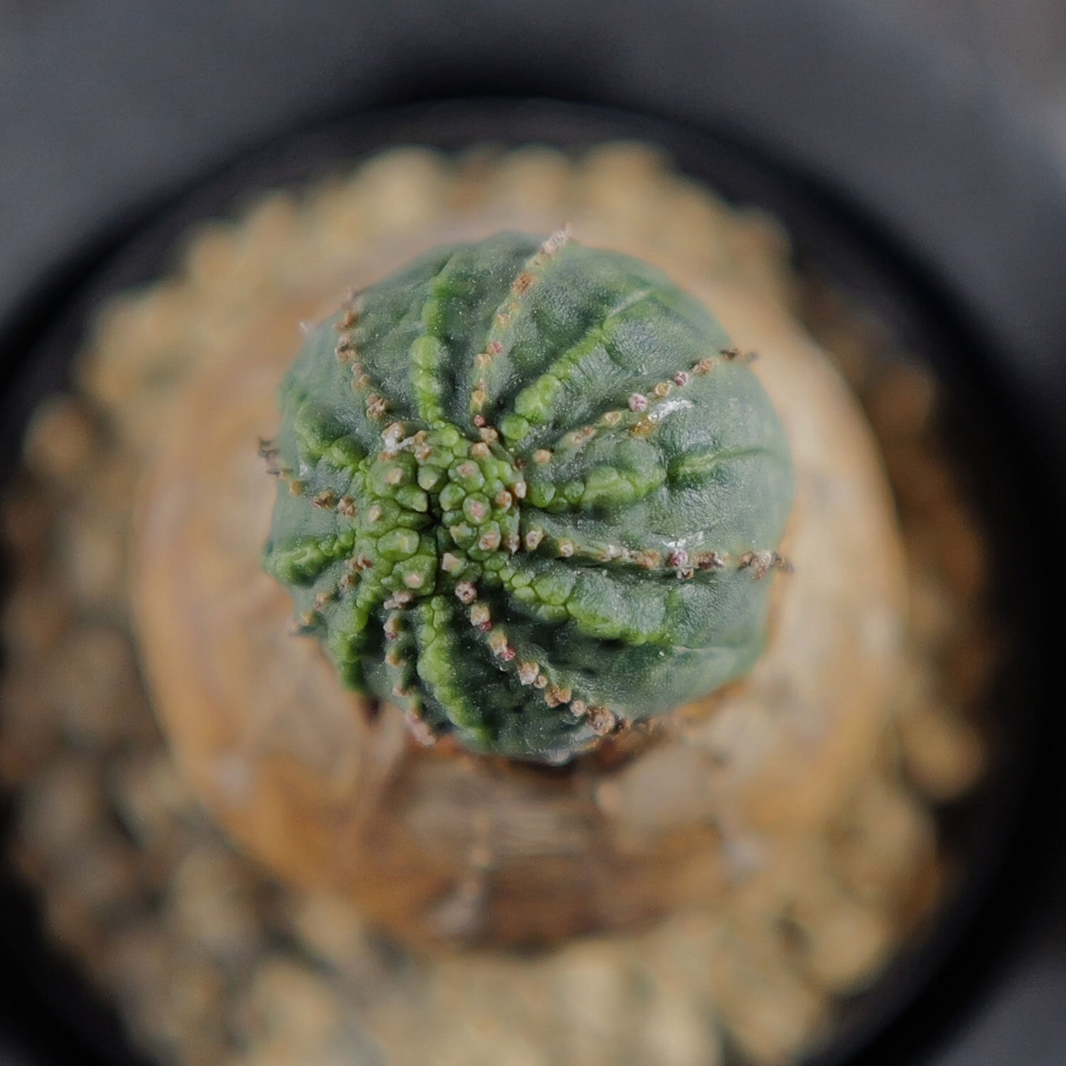 メス株【超厳選株】白木 木質化 美模様 マイクロ マウンテン オベサ
