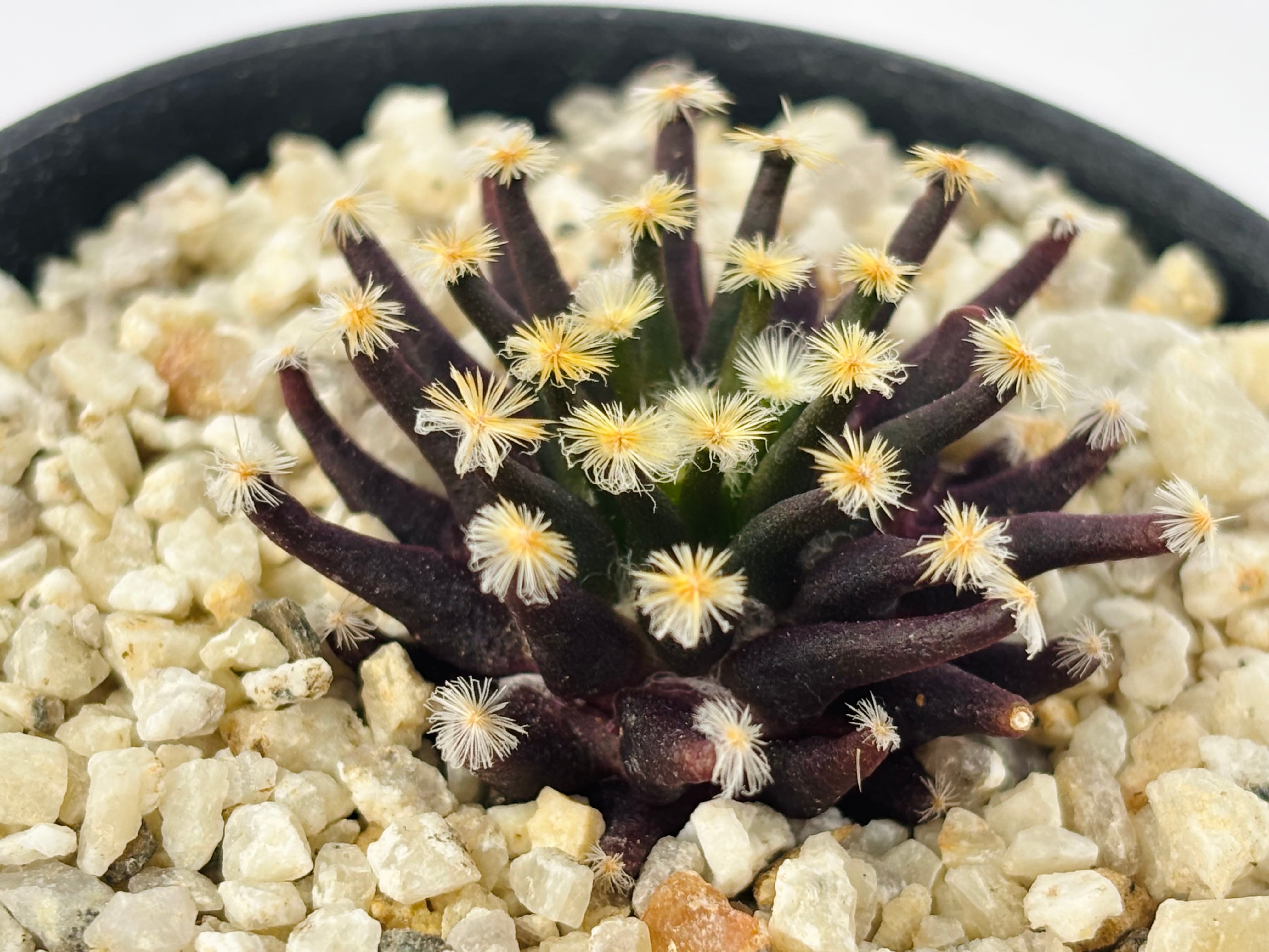 Mammillaria schiedeana マミラリア 黒肌明星 サボテン | plants MARU