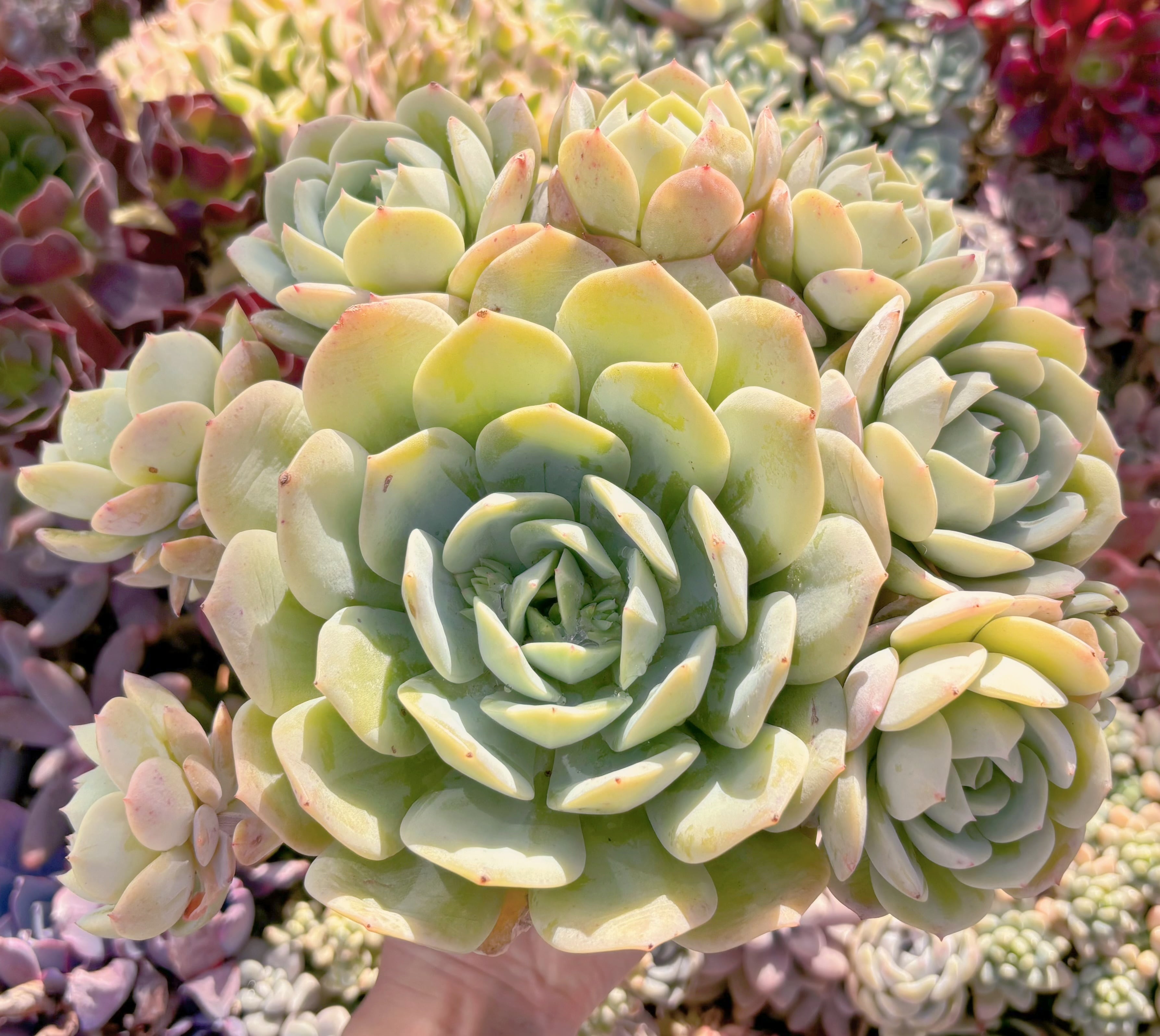 現品　冷香#2209　特大大群生　約26cm　るる農園