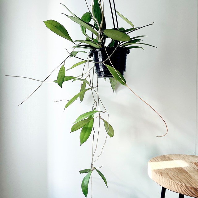 ホヤ AH-022｜細葉が美しい希少ホヤ ロングサイズ 一点もの｜calm cafeセレクト