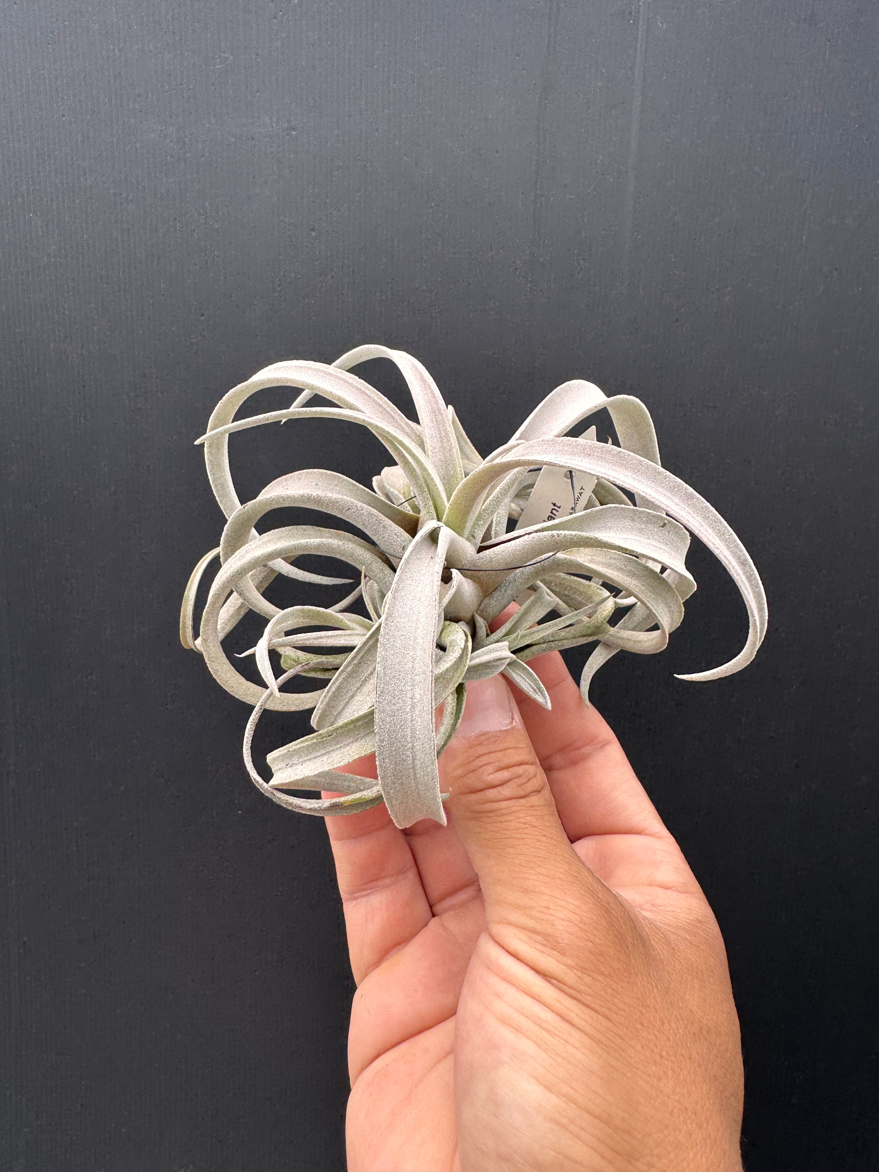 キセログラフィカxイオナンタ② xerographica x ionantha | クルール