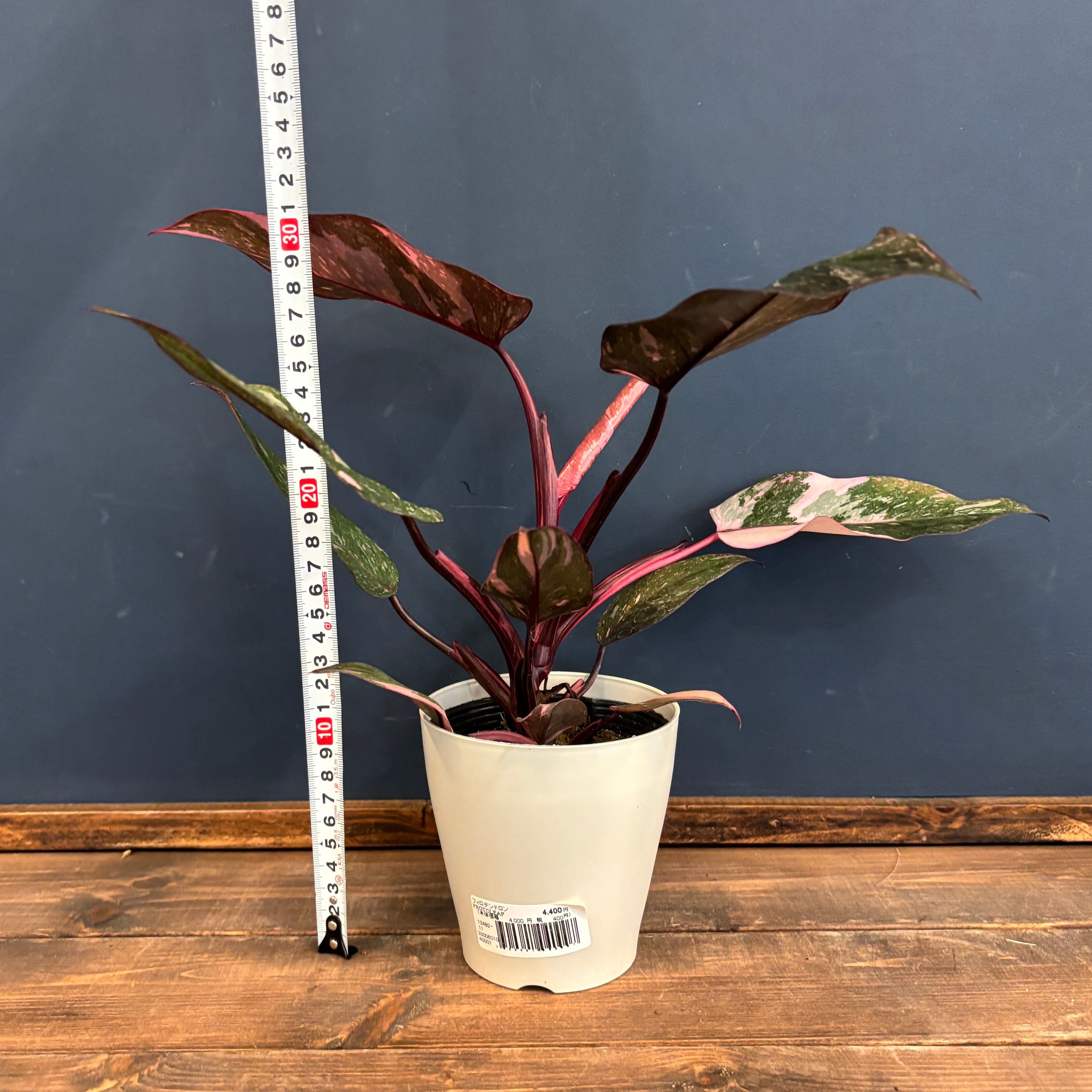 フィロデンドロン ピンクプリンセス ギャラクシー【952】 | PROTOLEAF