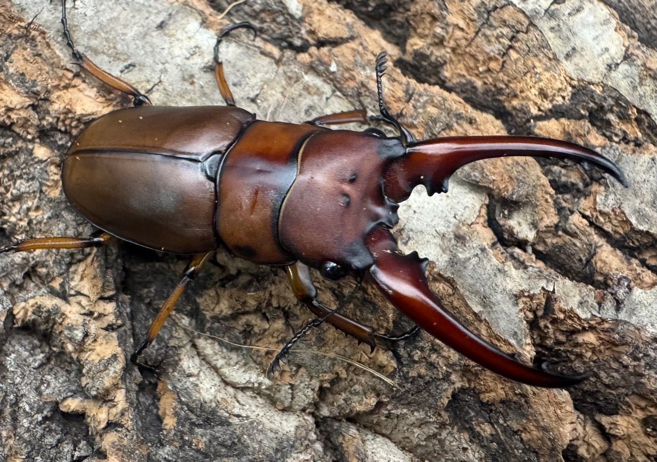 【WF3】《アスタコイデスノコギリ亜種ミズヌマイ 52mm ペア》