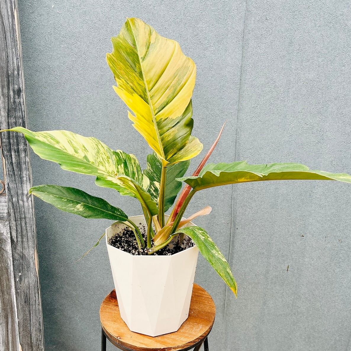 現品］A44 ソテツ 10号 観葉植物 大型 屋外 綺麗 幹太 大きい 育て