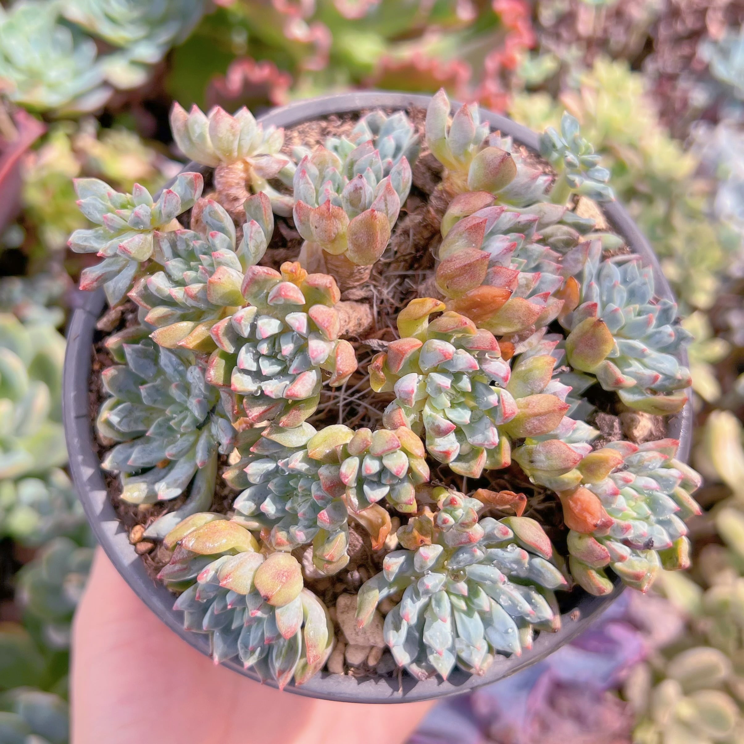 現物 多肉植物 ピンクプリティ 抜き苗 | PAY ID
