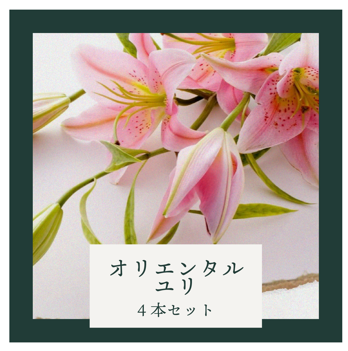 【定期便】産地直送 オリエンタルユリ4本セット（配送日指定不可）