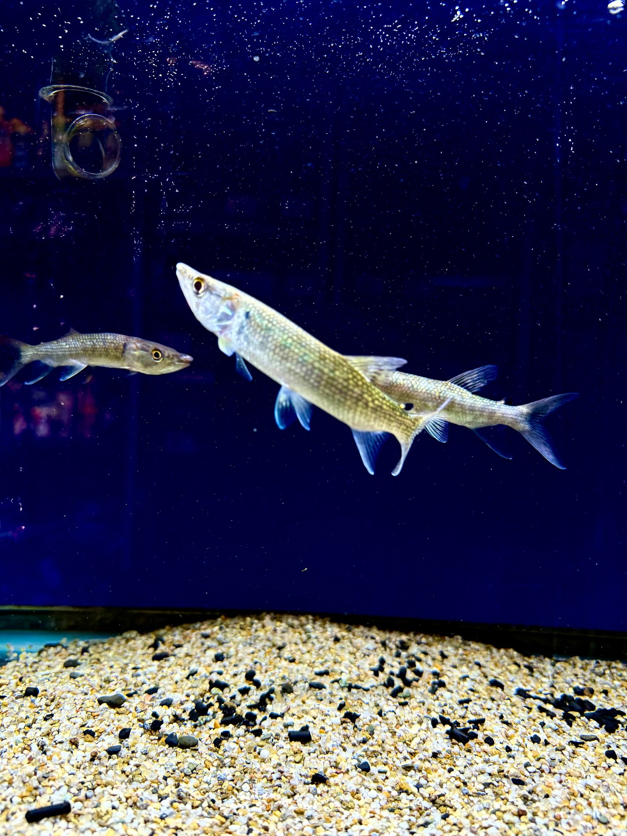 アフリカンパイクカラシン - 5