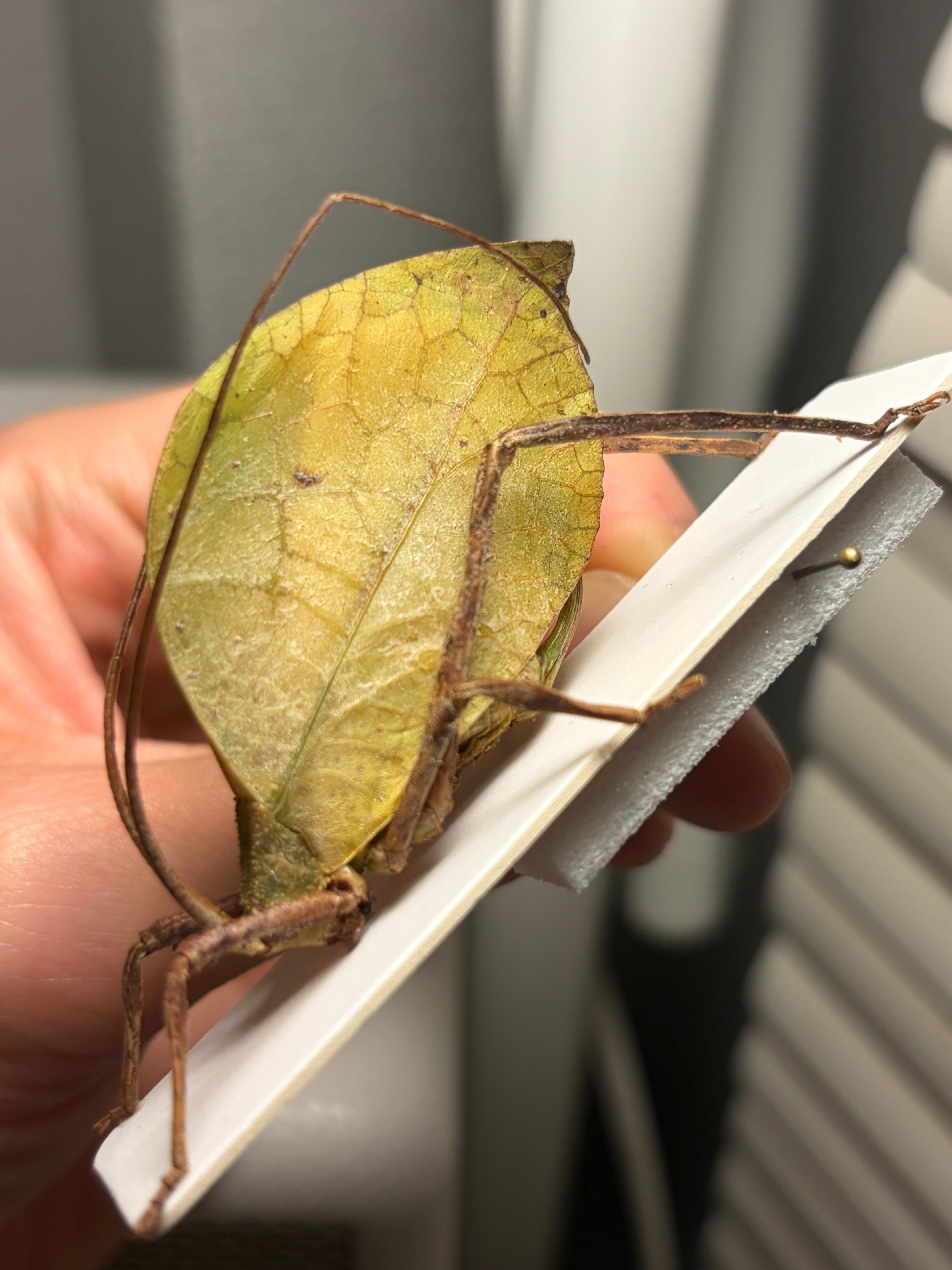 50mm程】葉脈のような透け感が美しい巨大なコノハバッタ 標本直翅類
