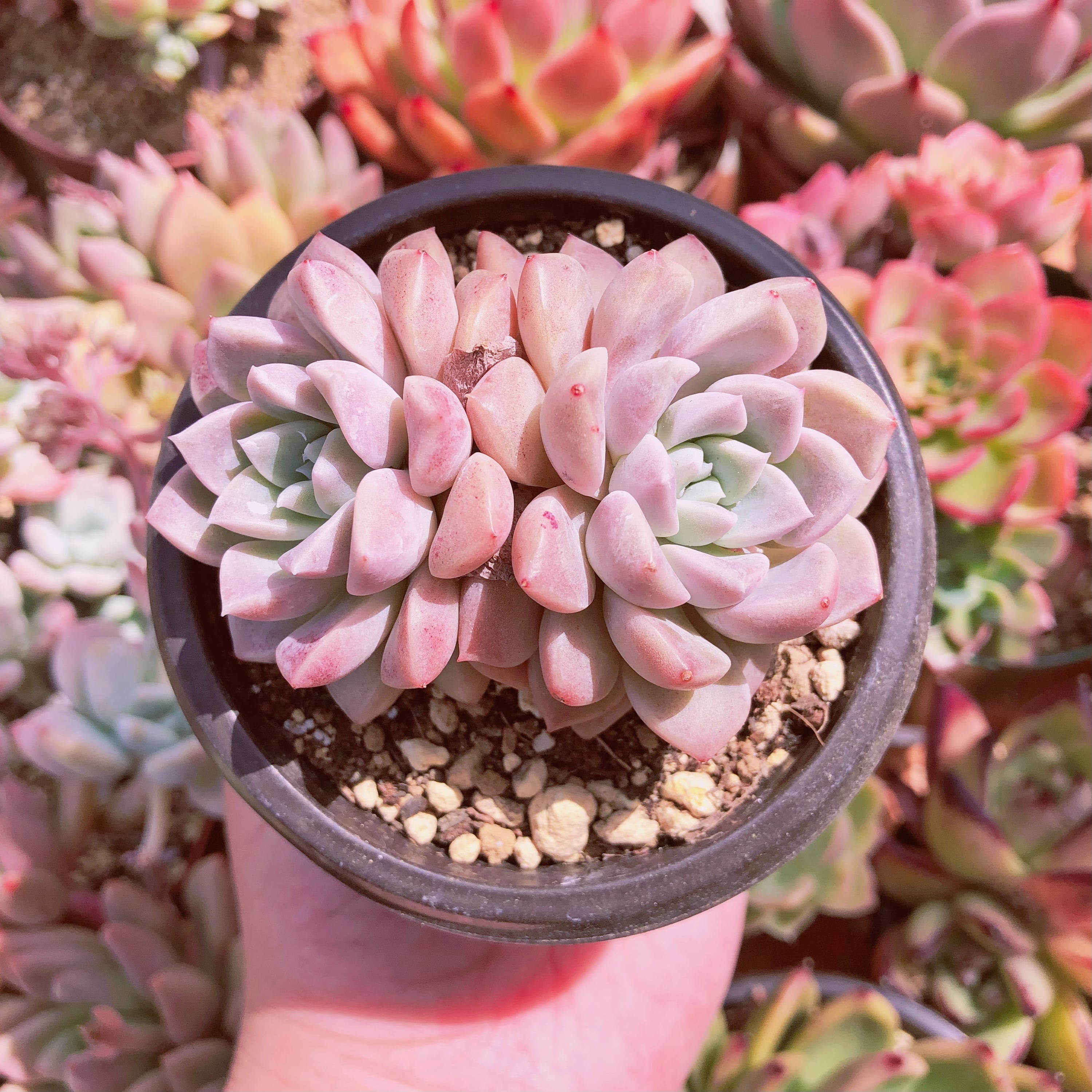 多肉植物　ピンクブルーズ　群生