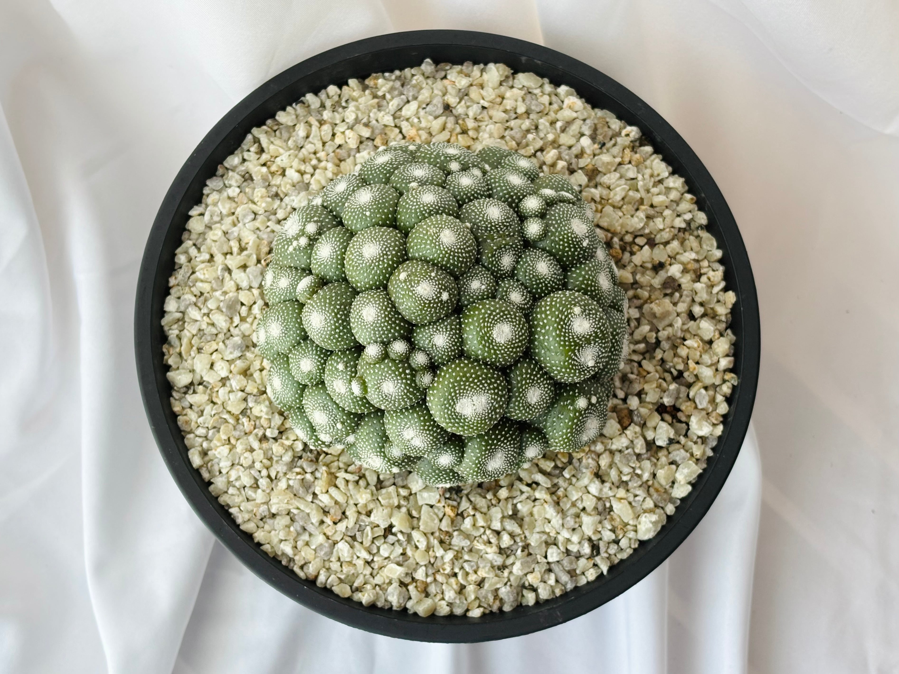【一点物】人気植物　ブロスフェルディア 白松露玉　サボテン 多肉植物 Blossfeldia liliputana ブロスフェルディア 特白松露玉 サボテン