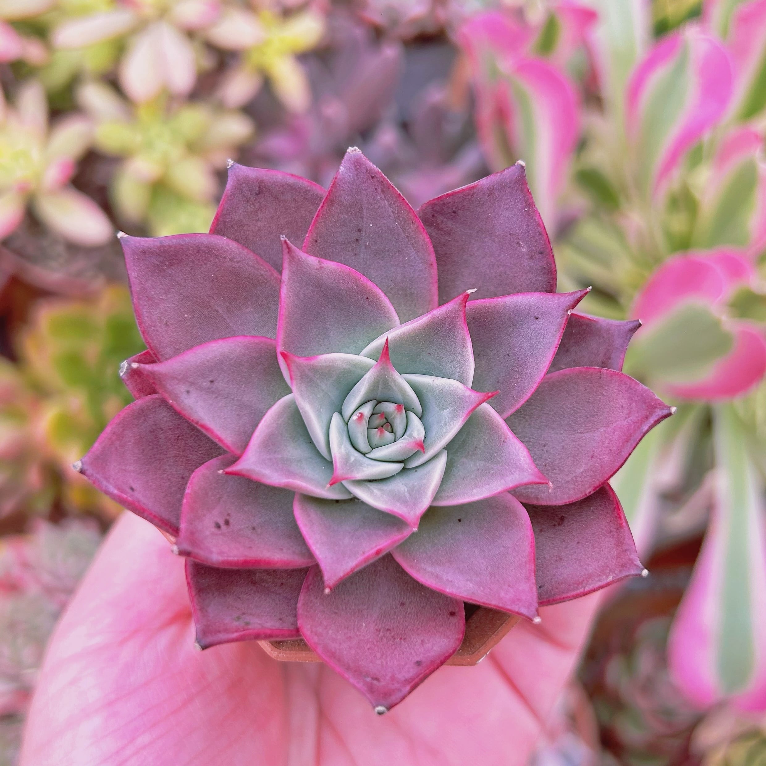 多肉植物　 Echeveria   新品種　ミヤ