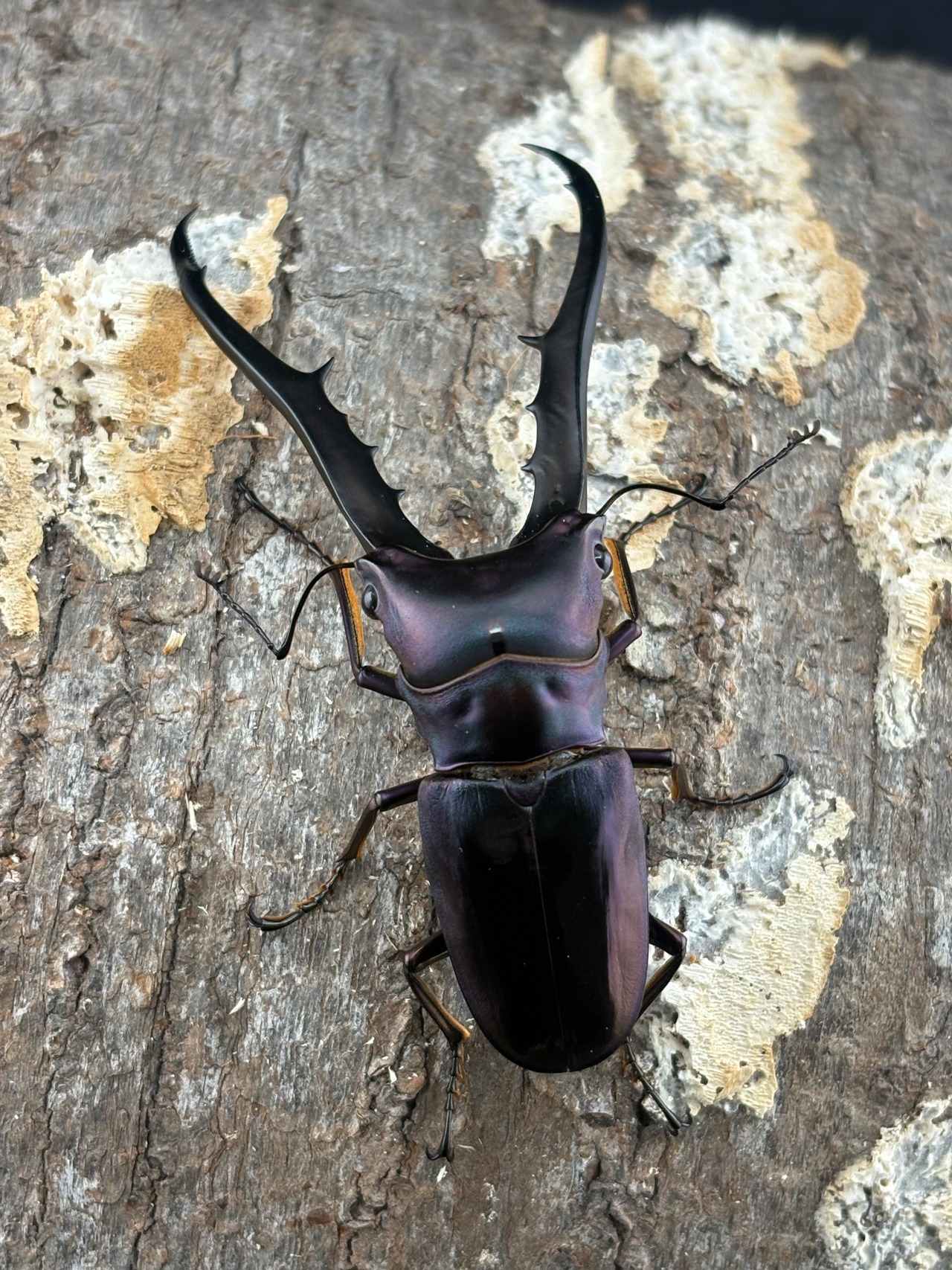 《メタリフェルホソアカ亜種フィナエ パープル系85mm ペア》セルヴォラン氏ブリード個体
