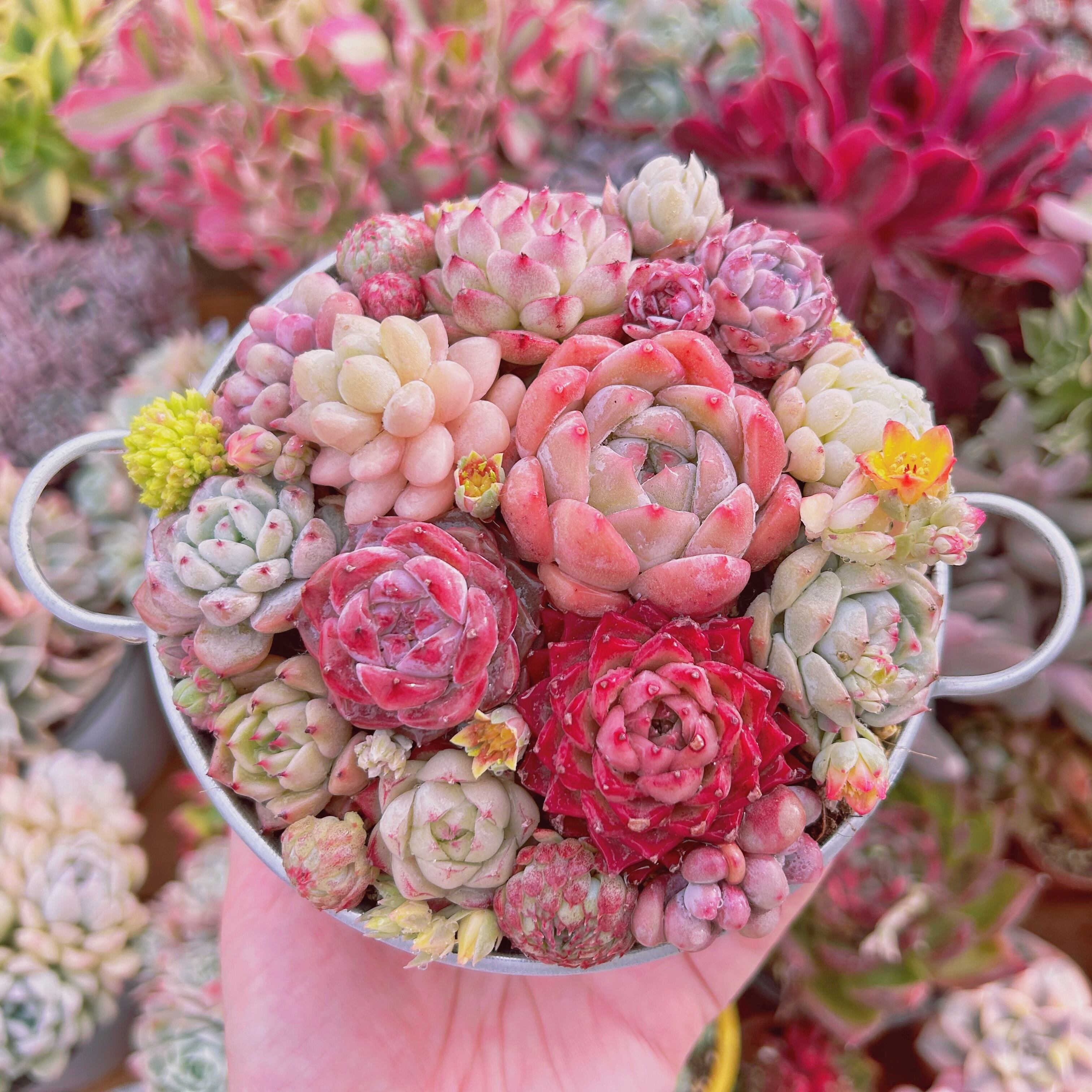 #010現物　寄せ植えセット