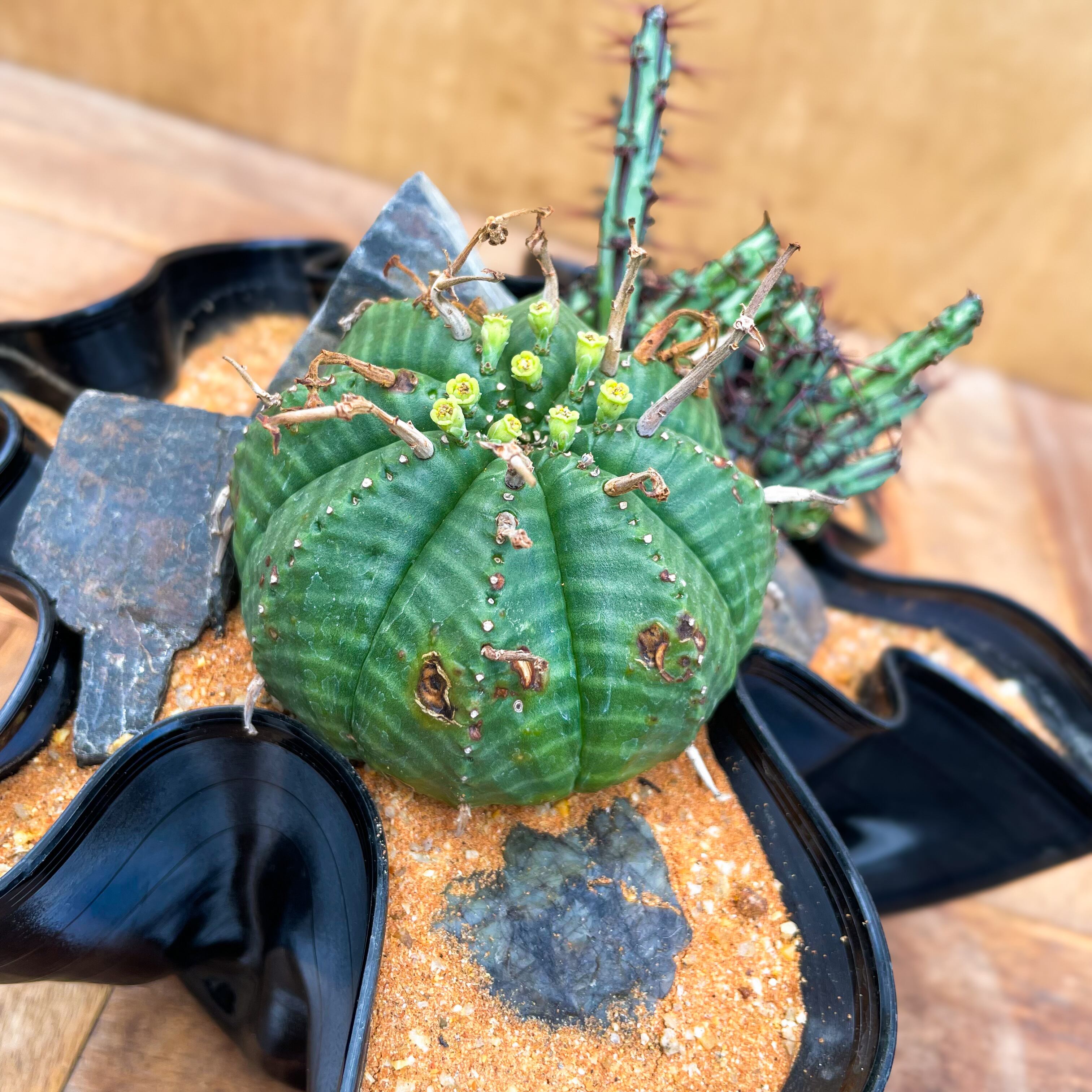 レコード鉢by groove pot ×ハビタットスタイル】 | RIMO'S GREEN