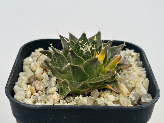 Obregonia denegrii　オブレゴニア　帝冠錦　サボテン
