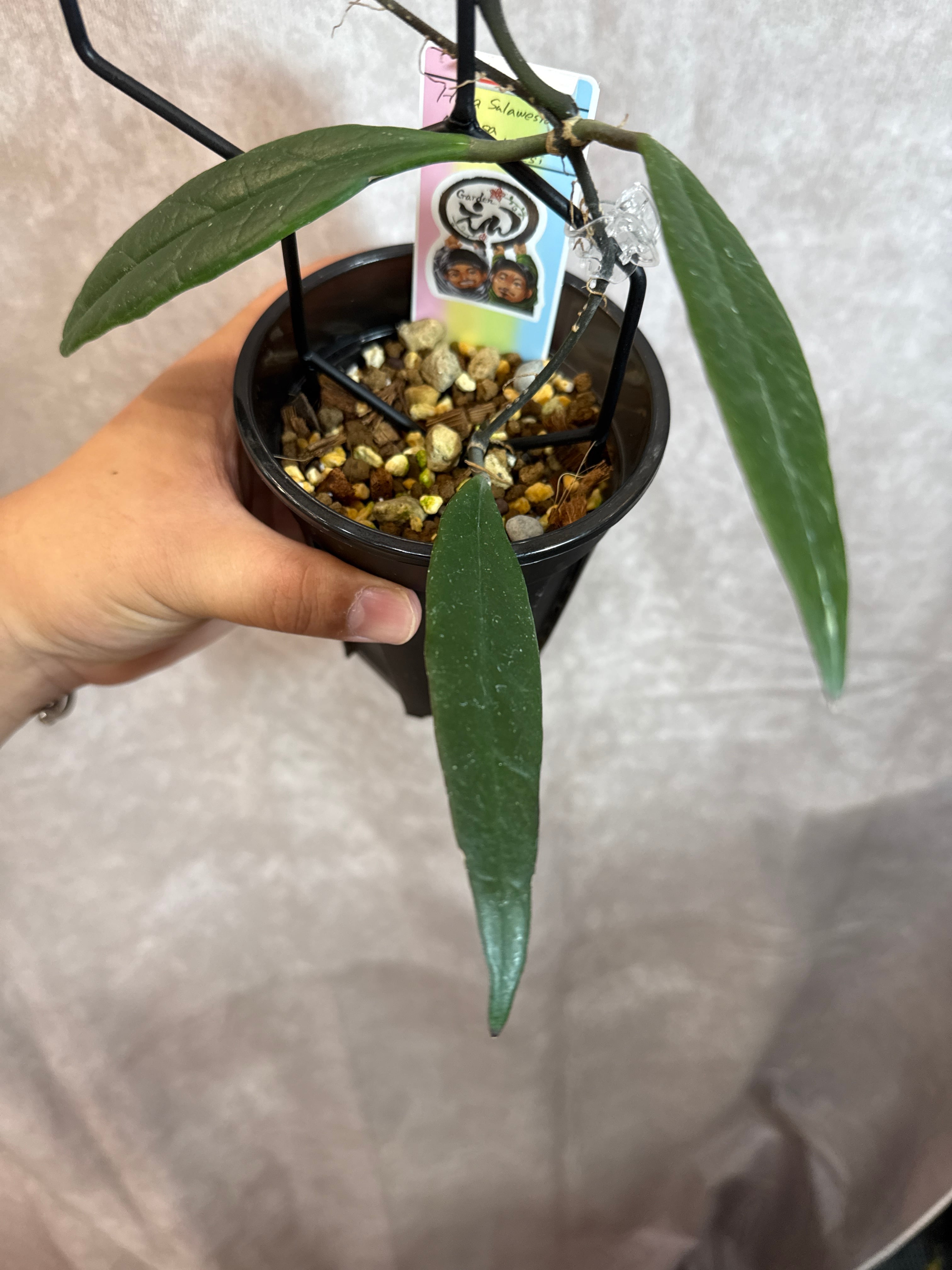 hoya Sulawesiana Mamasa West Sulawesi / スラウェシアナ | Garden