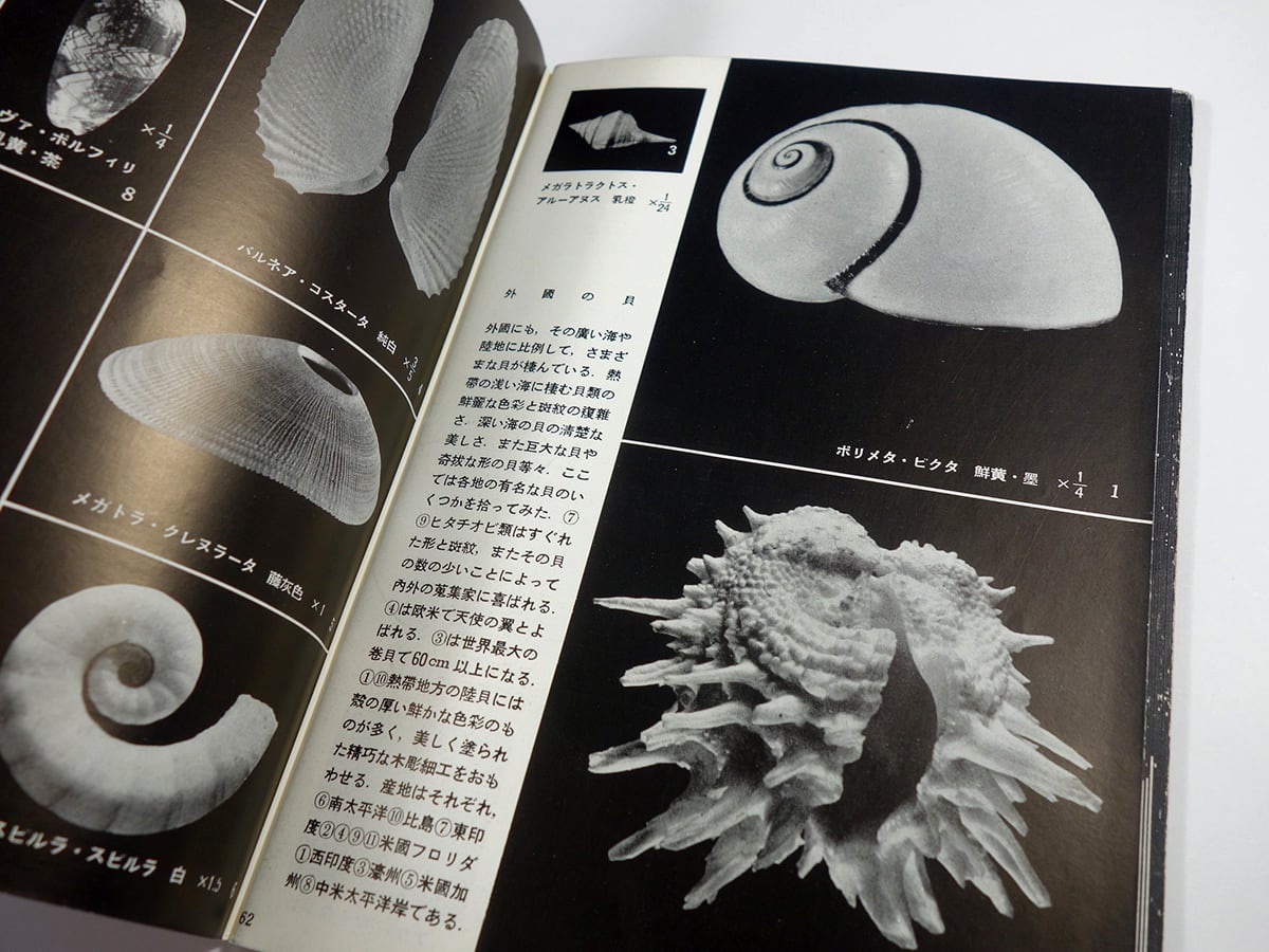 貝殻の記憶 日本の貝殻（黒田徳米・堀越増興 監修）- 岩波写真文庫99 | bookstore