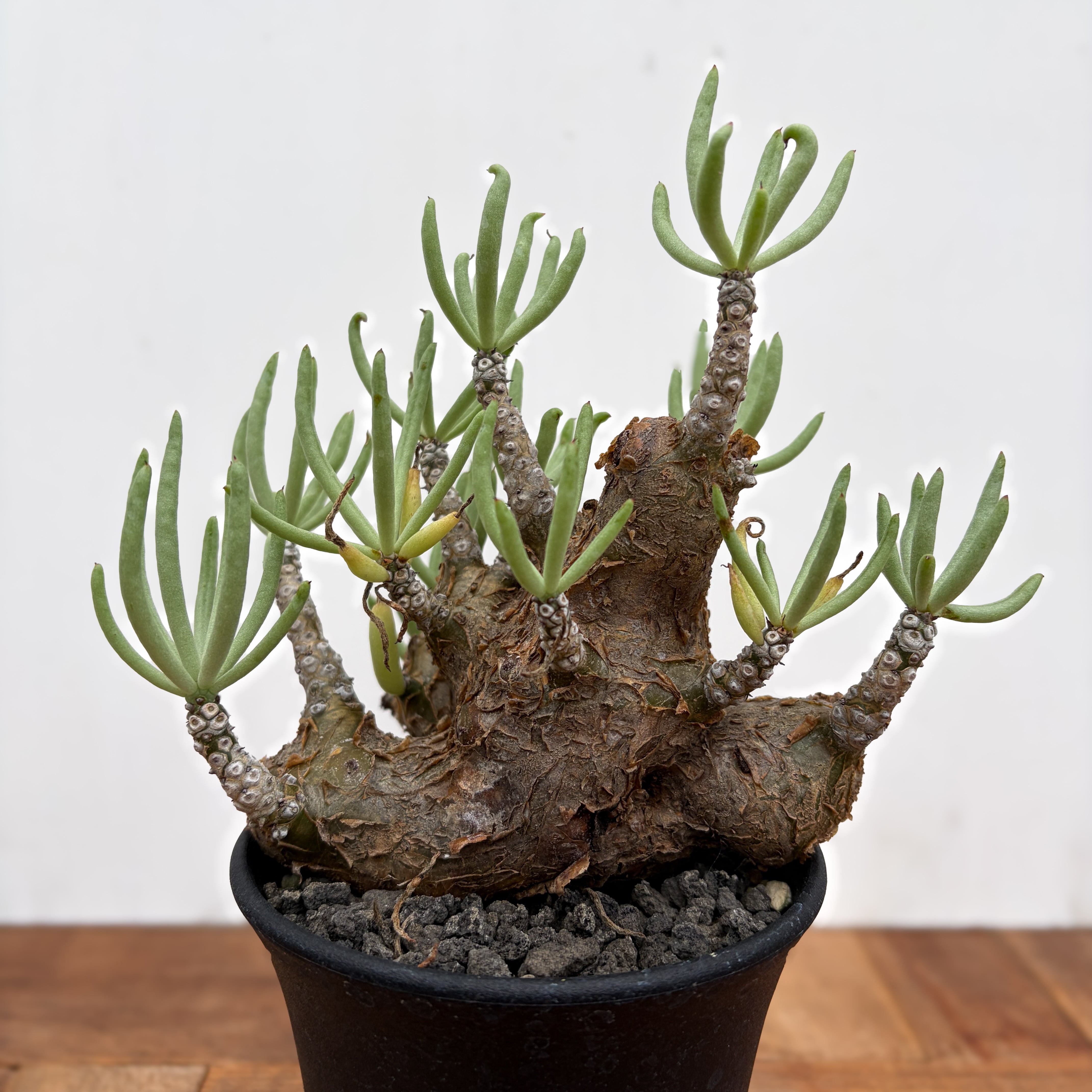 チレコドン ペアルソニー Tylecodon pearsonii【チレコドン・ペアルソニー】 | RIMO'S GREEN