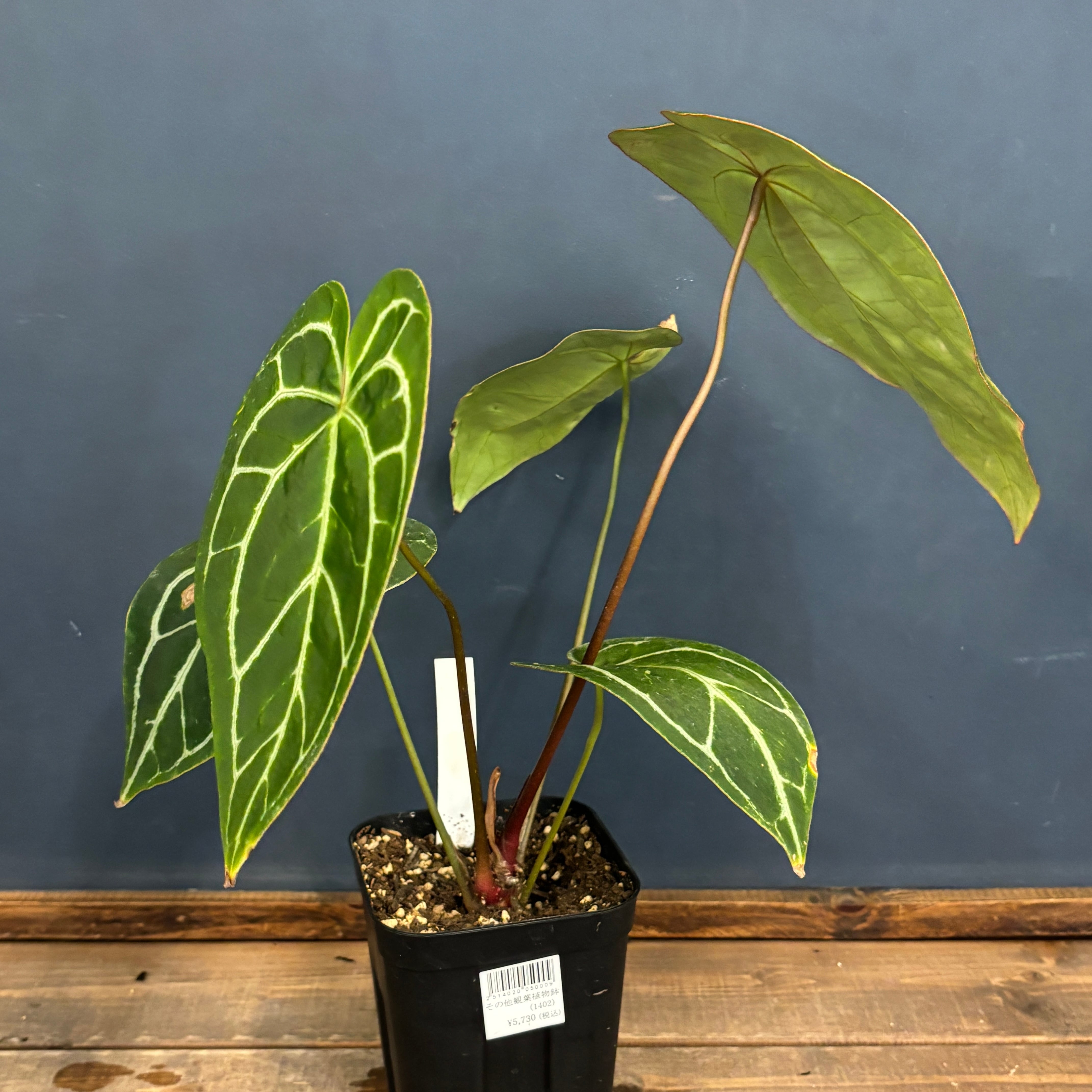 クリアランス】アンスリウム クリスタリナム ブラックフォーム【1021