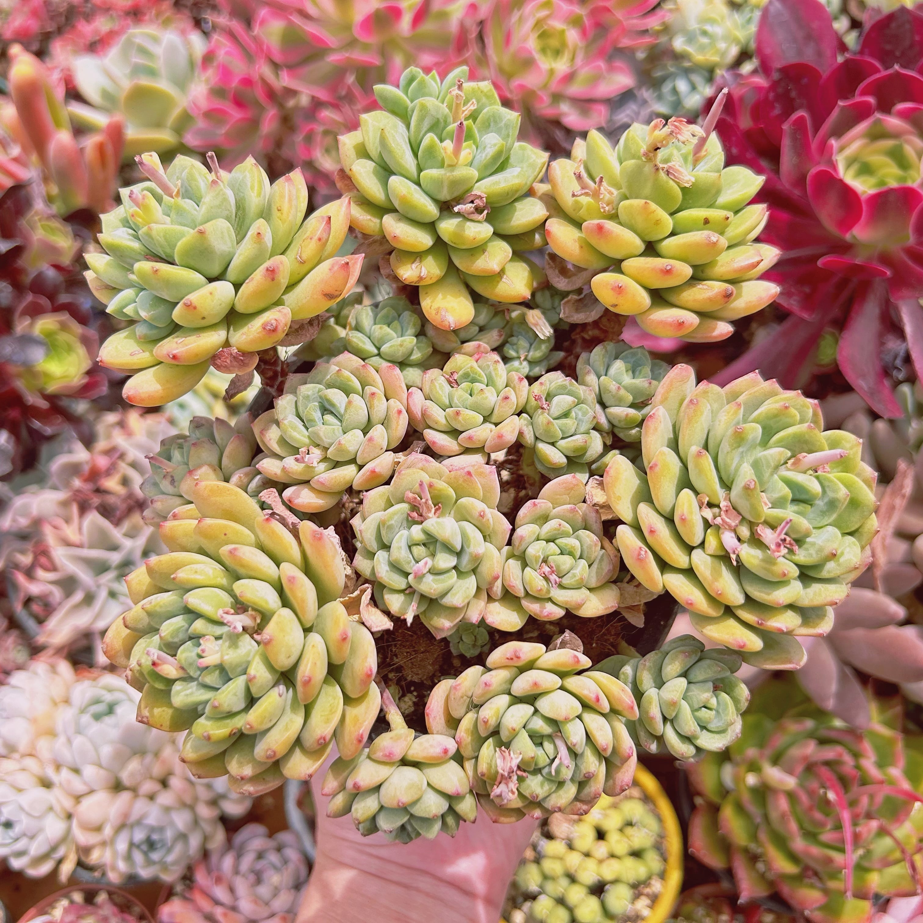 #246現物　多肉植物　マッコスxバニラビス　特大