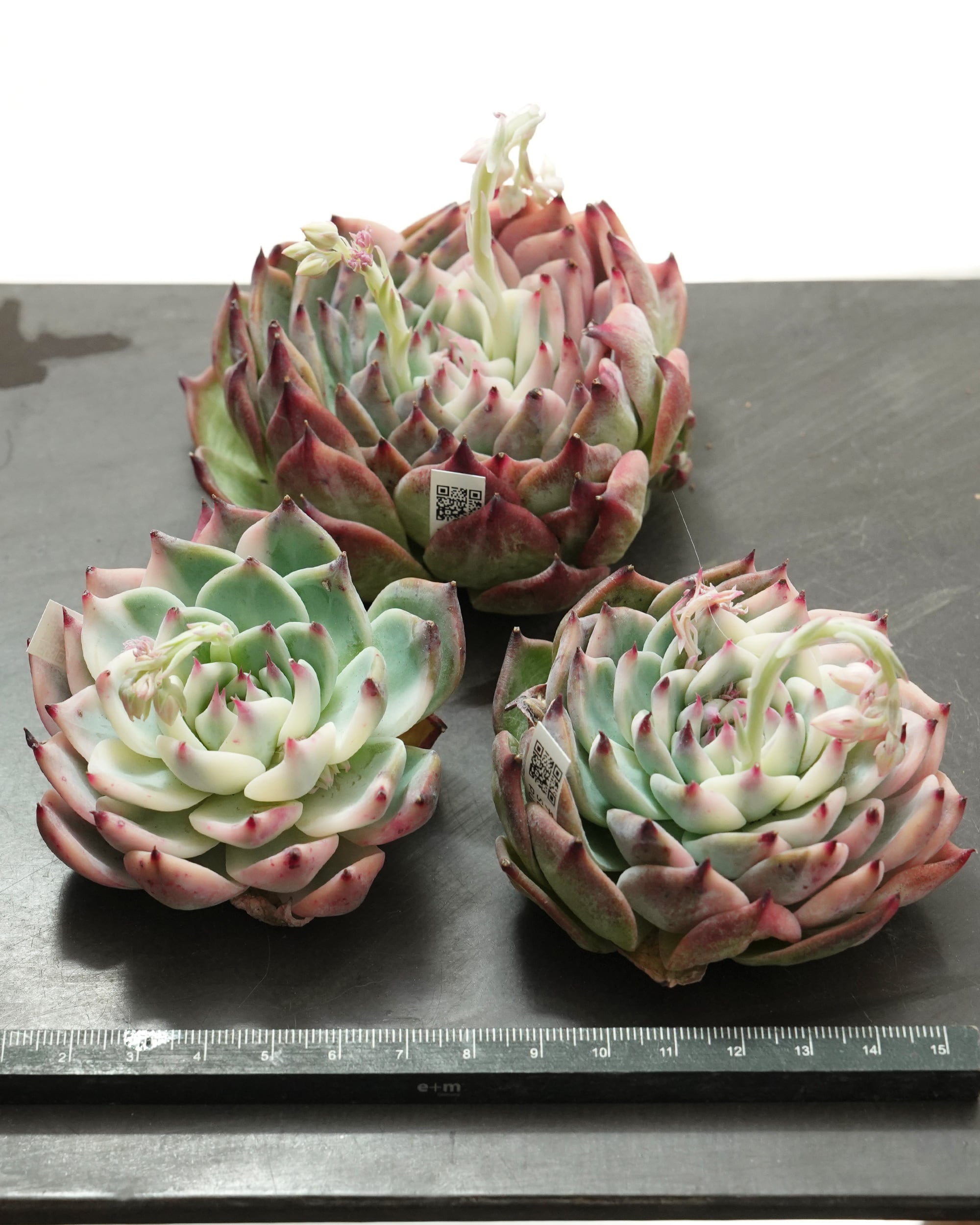 多肉植物 チワワエンシス錦 発根済カット苗 チワワエンシス錦 陰陽 Echeveria chihuahuaensis 'Yin