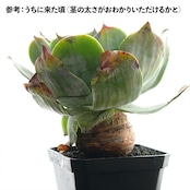 【PREMIUM】抜き苗 プルベルレンタ 超大株 Dudleya pulverulenta