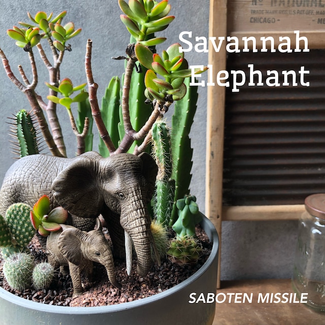 Savanna Elephant