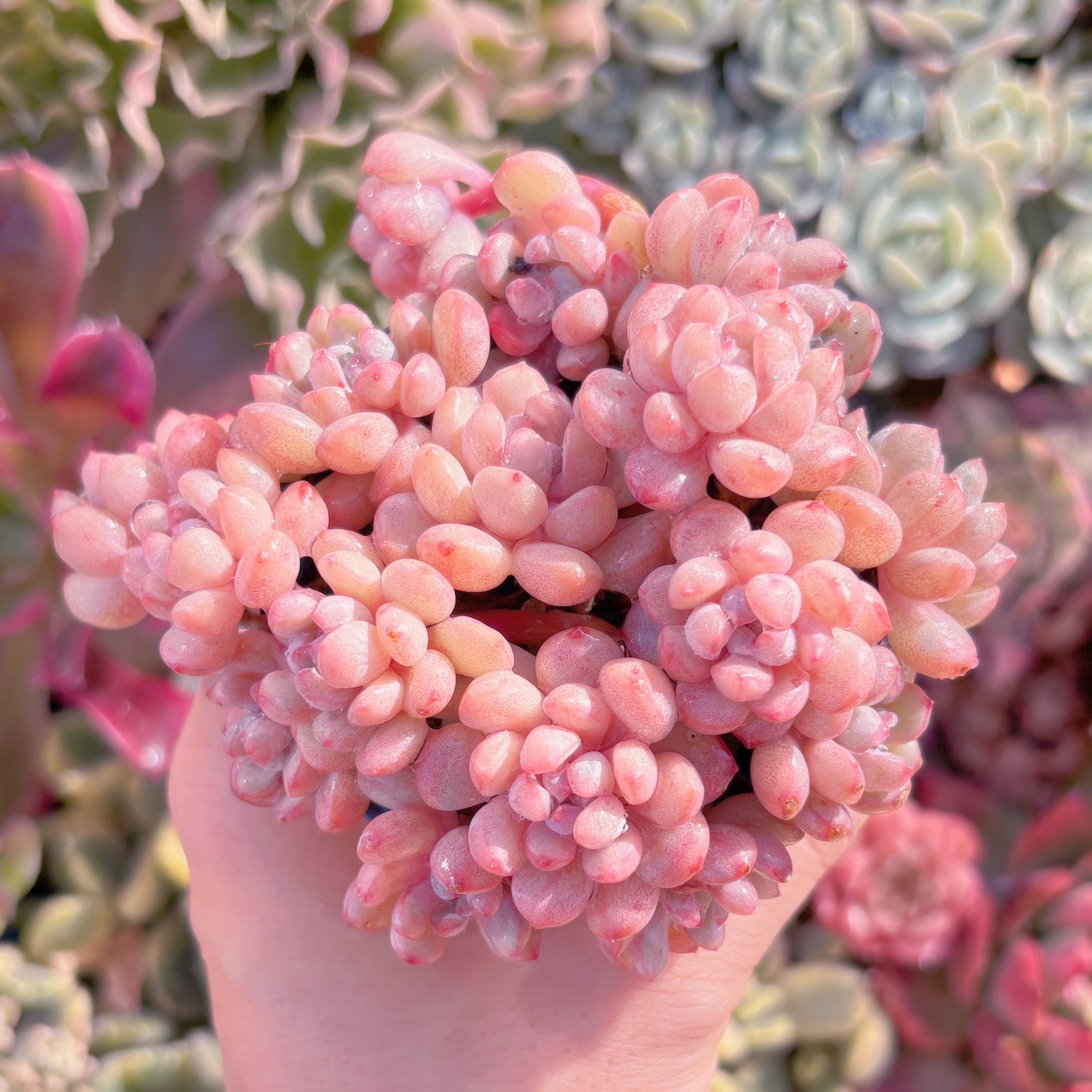 現品　萌豆#787　るる農園