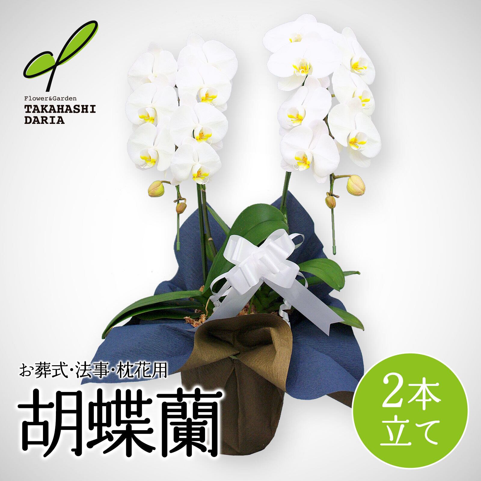 エリア限定商品＞【お葬式用・法事用・枕花用】胡蝶蘭2本立て（R150