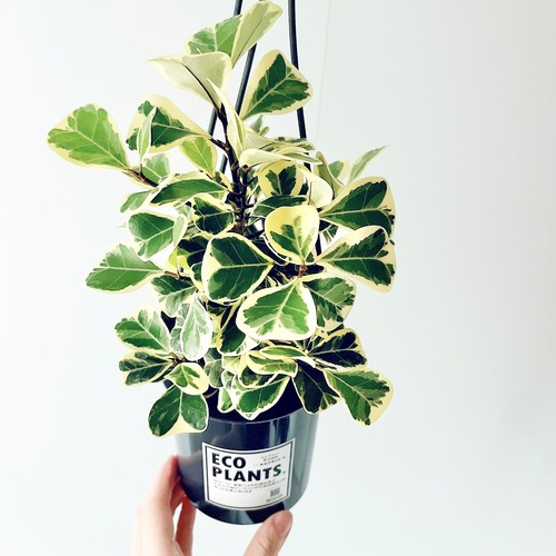 フィカス スイートハート 登録品種 観葉植物 calm cafe