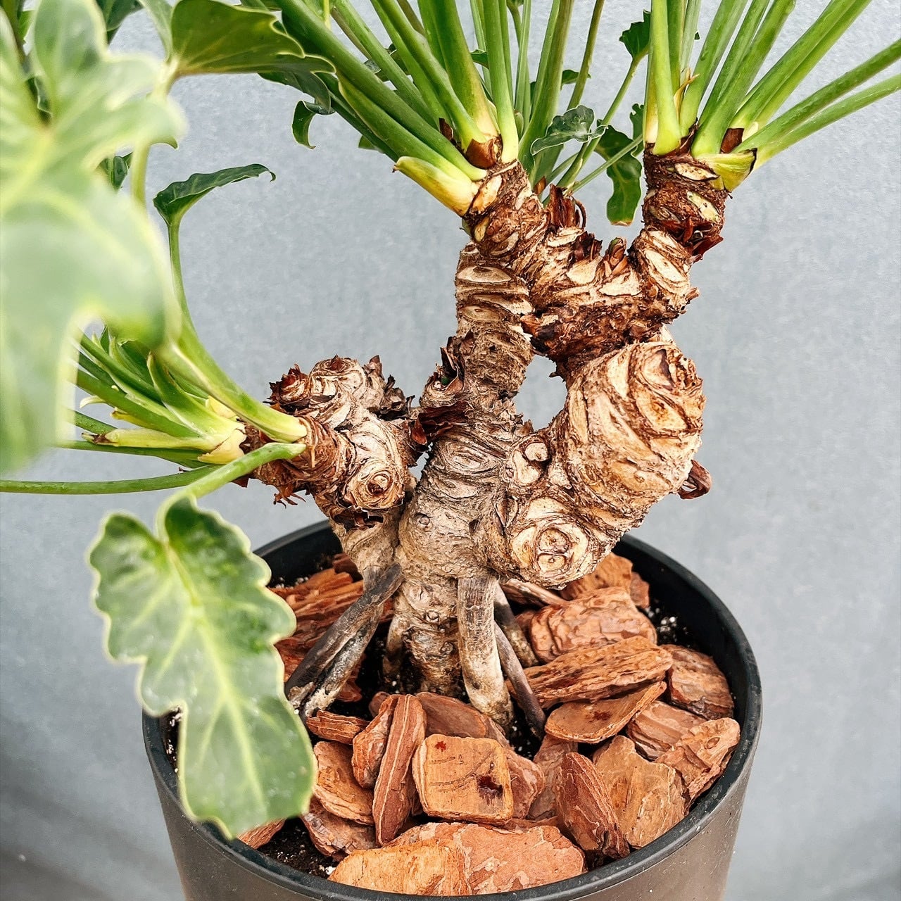 現品］G フィロデンドロン クッカバラ 幹上がり 盆栽風 観葉植物 室内