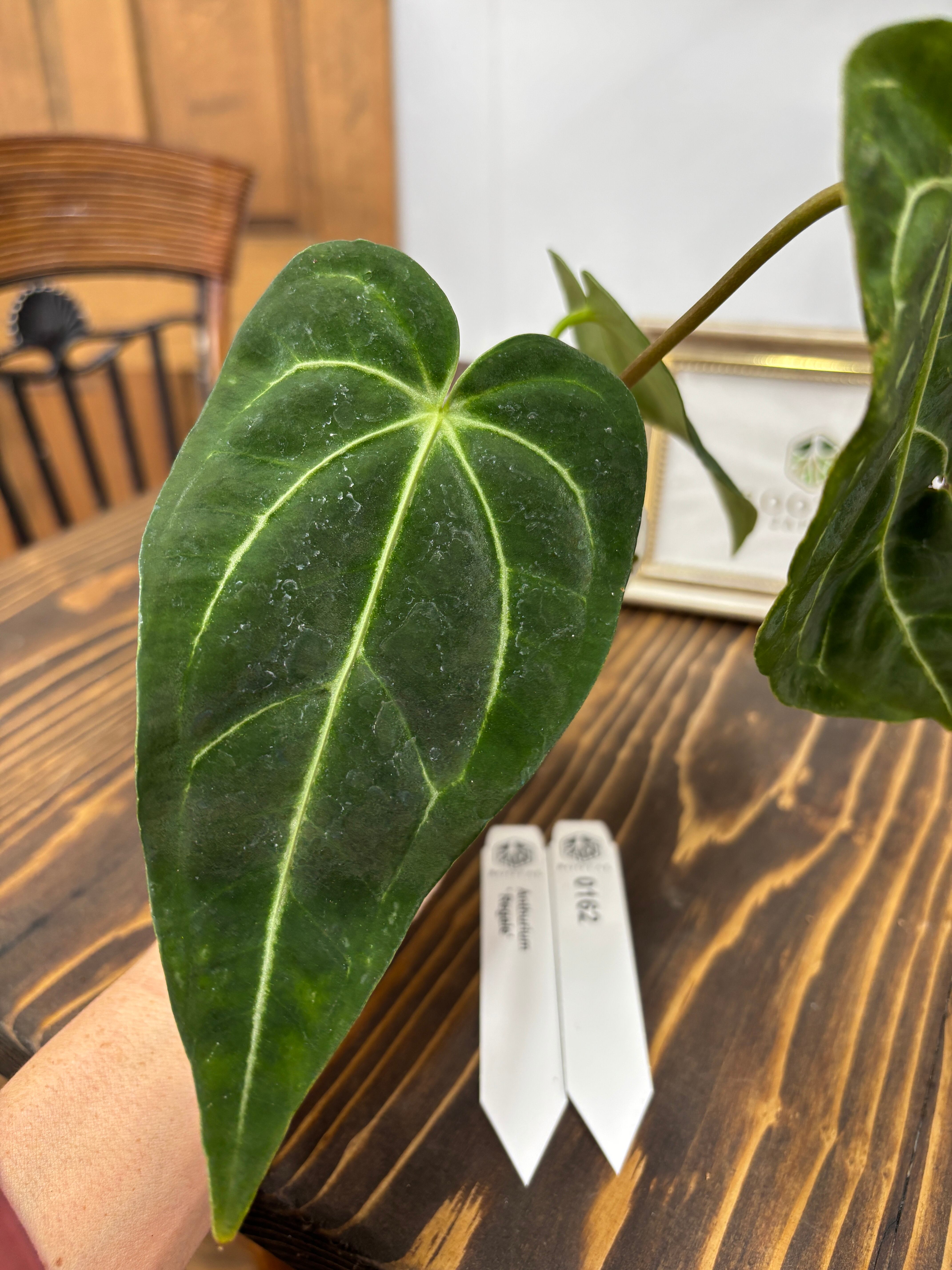 djsb.1418 超希少❗️原種アンスリウムレガレ 新葉展開中✨️ djsb.1418様専用 超希少❗️原種アンスリウムレガレ 新葉展開中