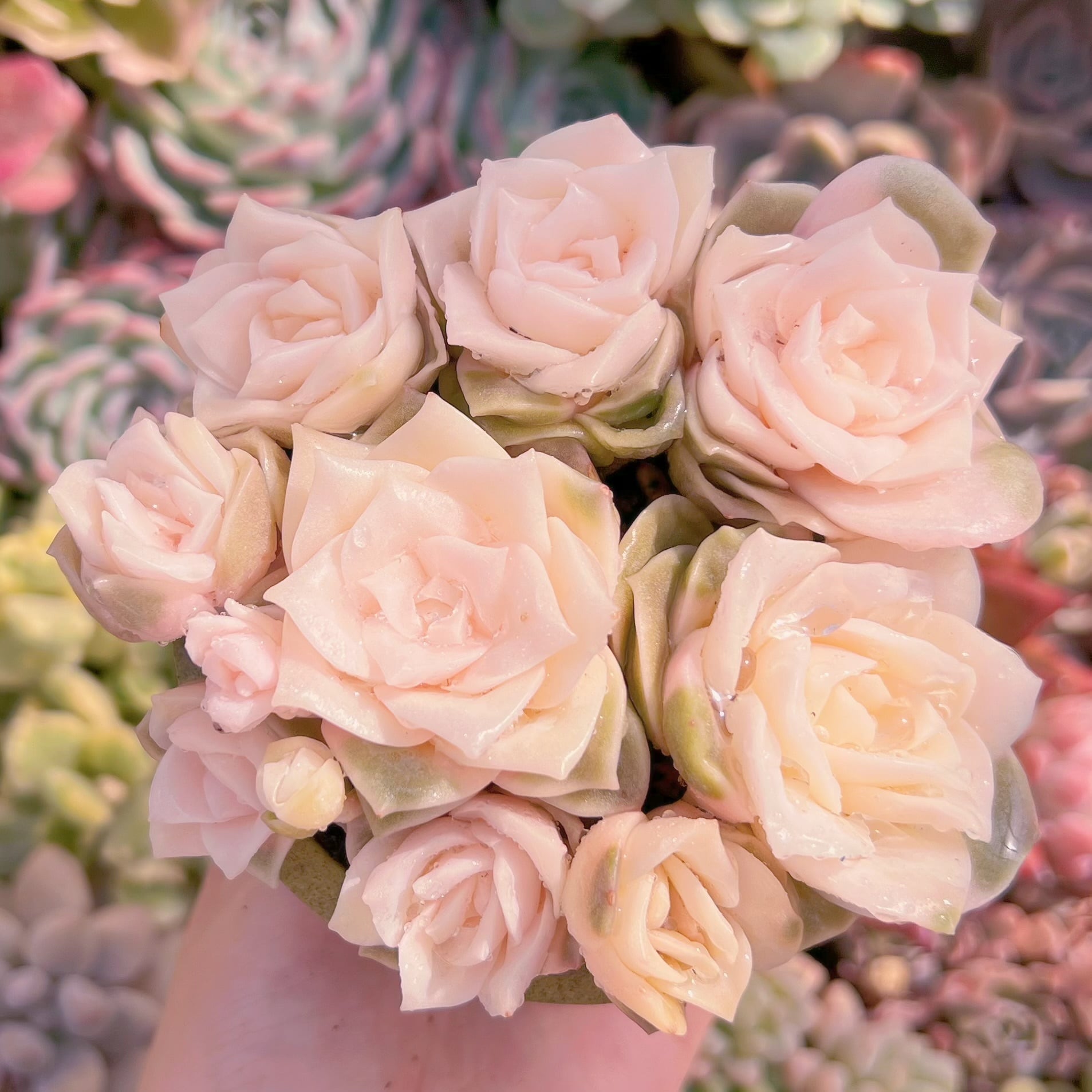 現品　ラブリーローズ錦#1146　るる農園